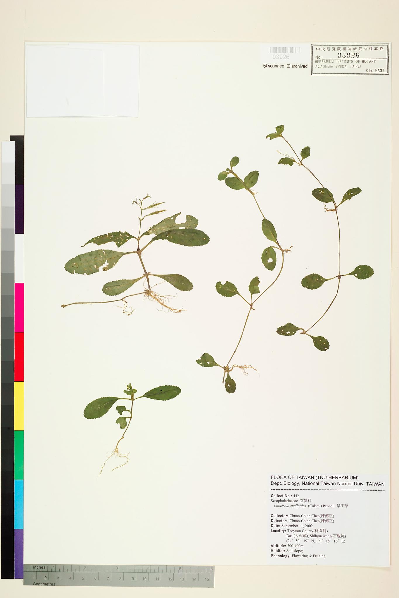 Sample image for viewer