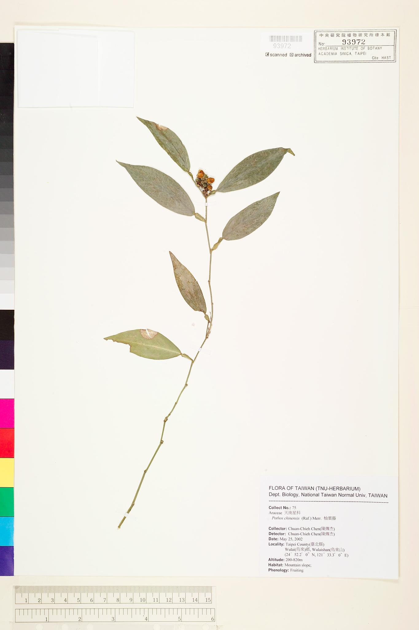 Sample image for viewer