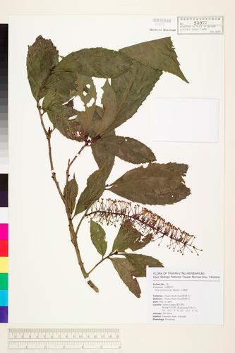 Helicia formosana Hemsl.