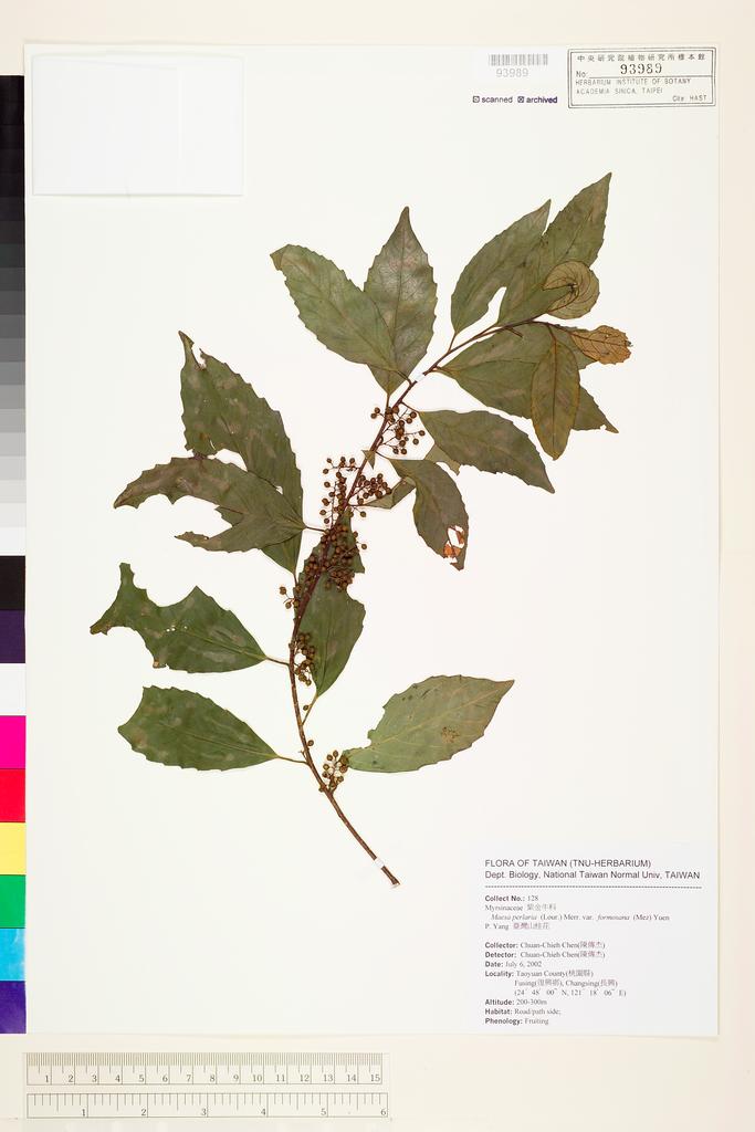 <Unit #42529 Chen, Chuan-Chieh | 陳傳杰 | 128:: | Maesa perlaria (Lour.) Merr. var. formosana (Mez) Yuen P. Yang>
