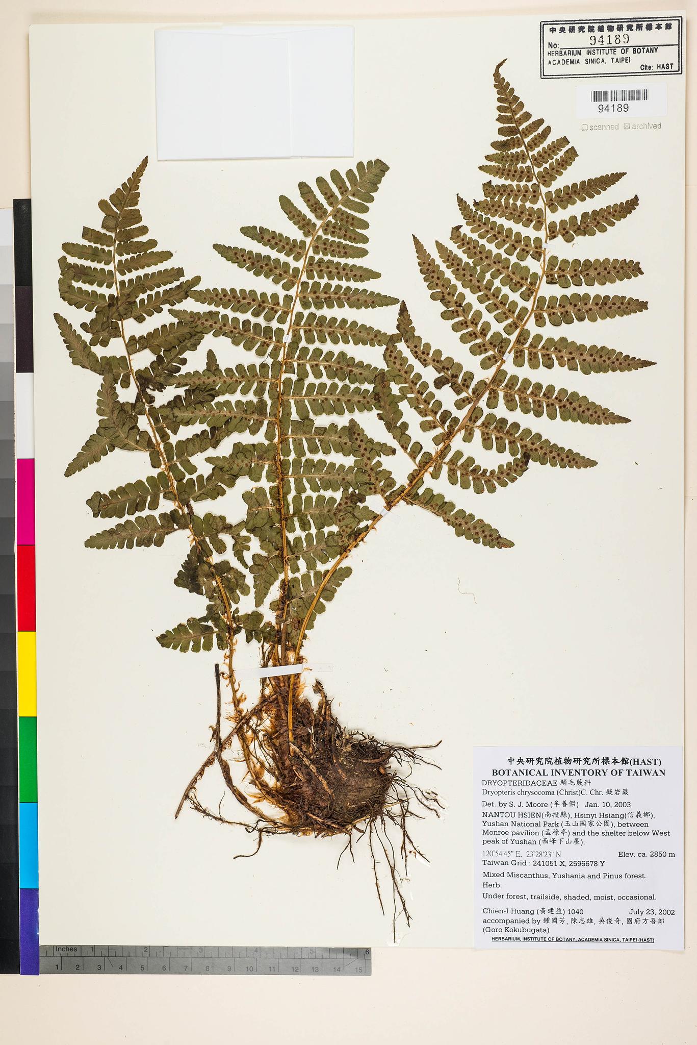 Sample image for viewer