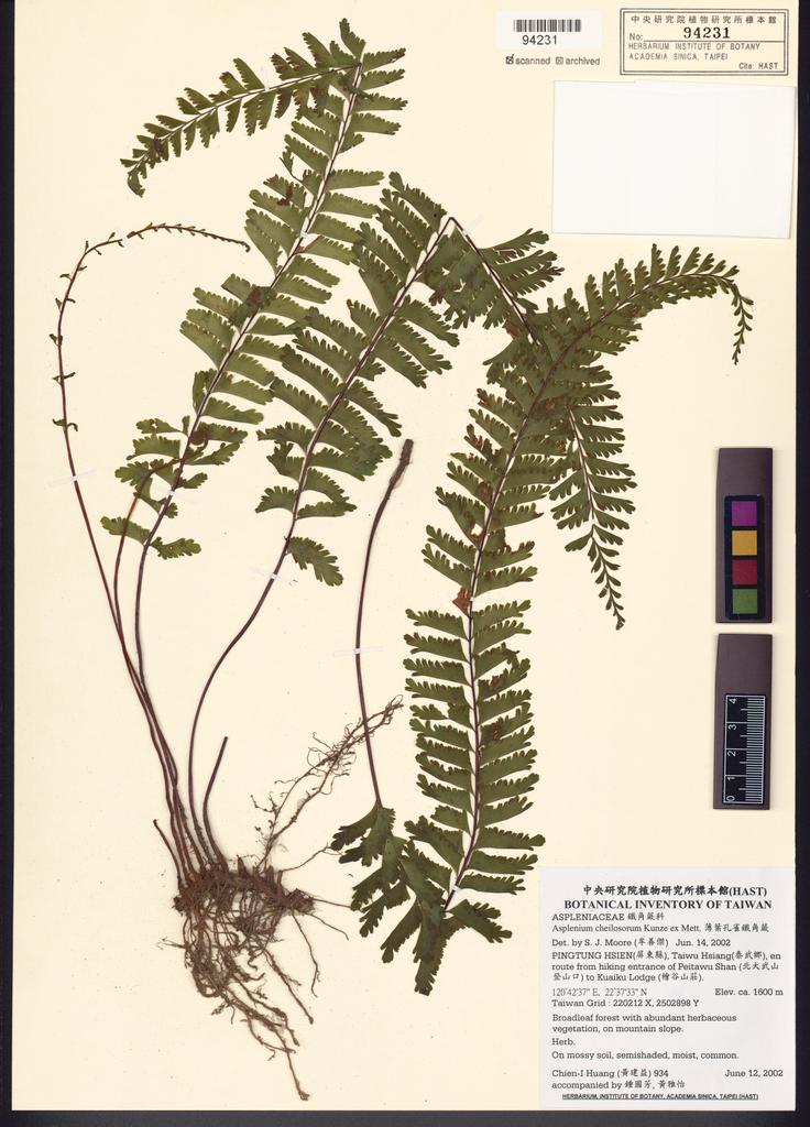 <Unit #39277 Huang, Chien-I | 黃建益 | 934:: | Asplenium cheilosorum Kunze ex Mett.>