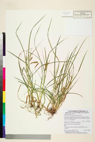 Carex liuii T. Koyama & Chuang