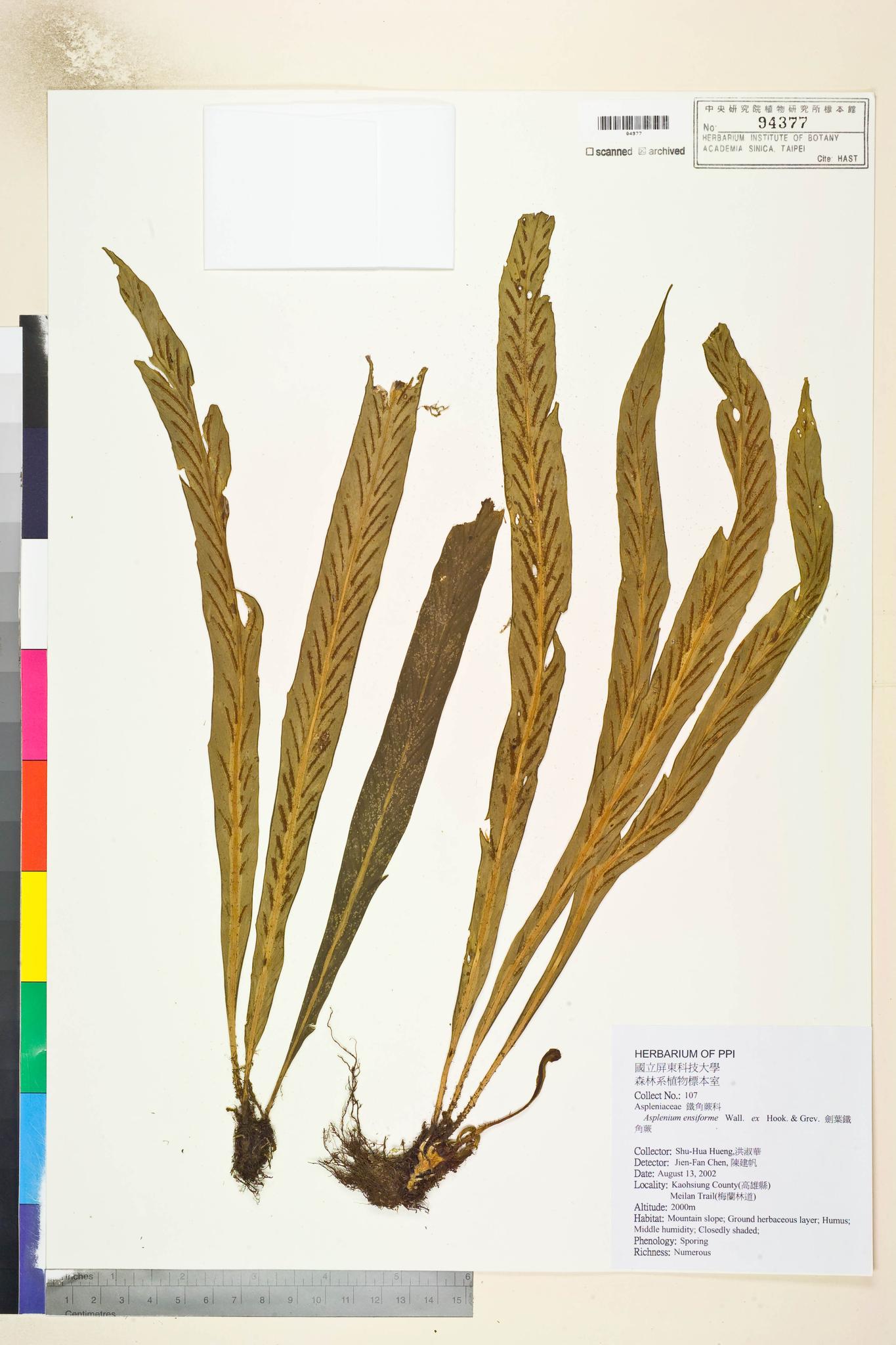 Sample image for viewer