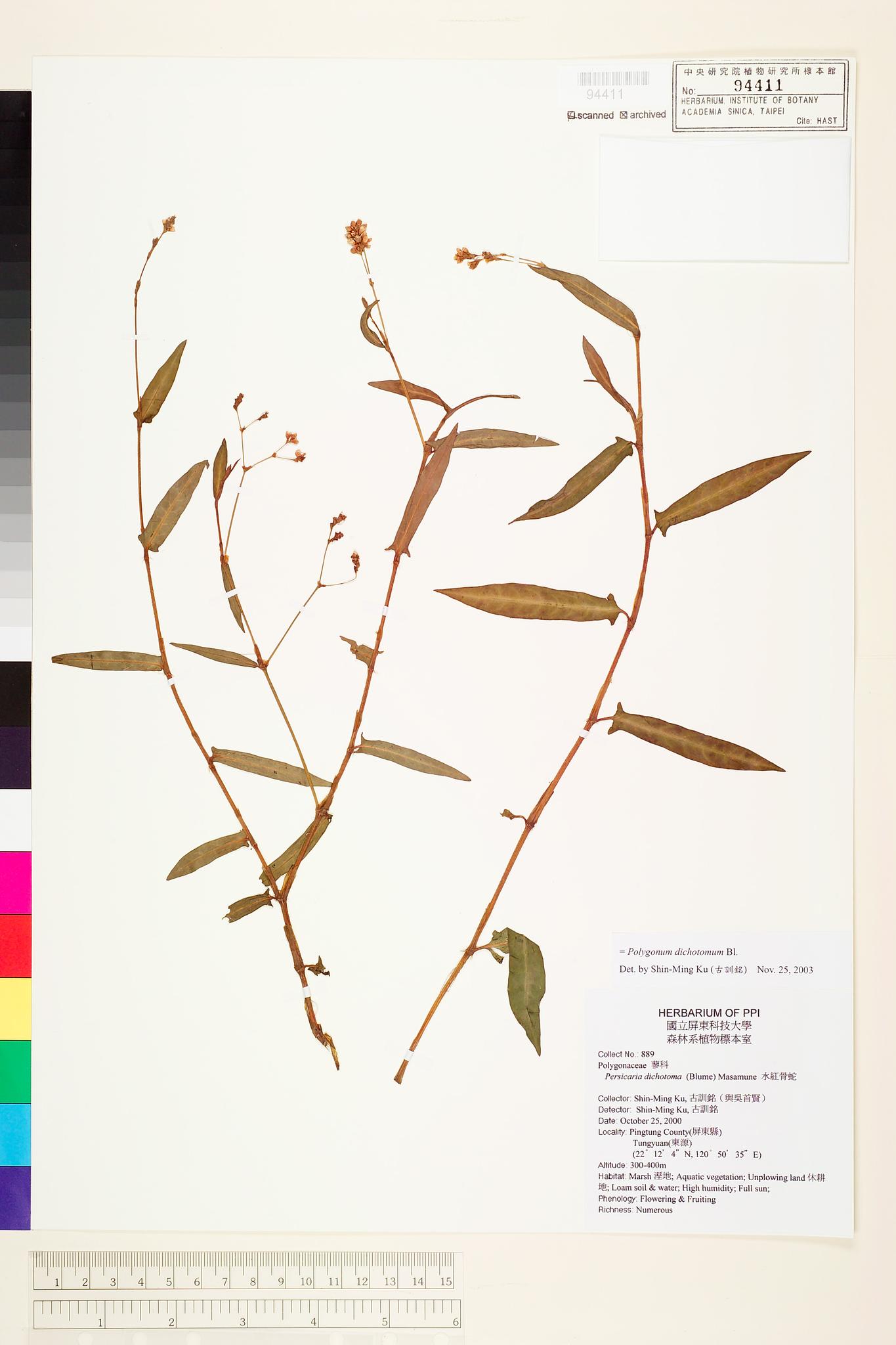 Sample image for viewer