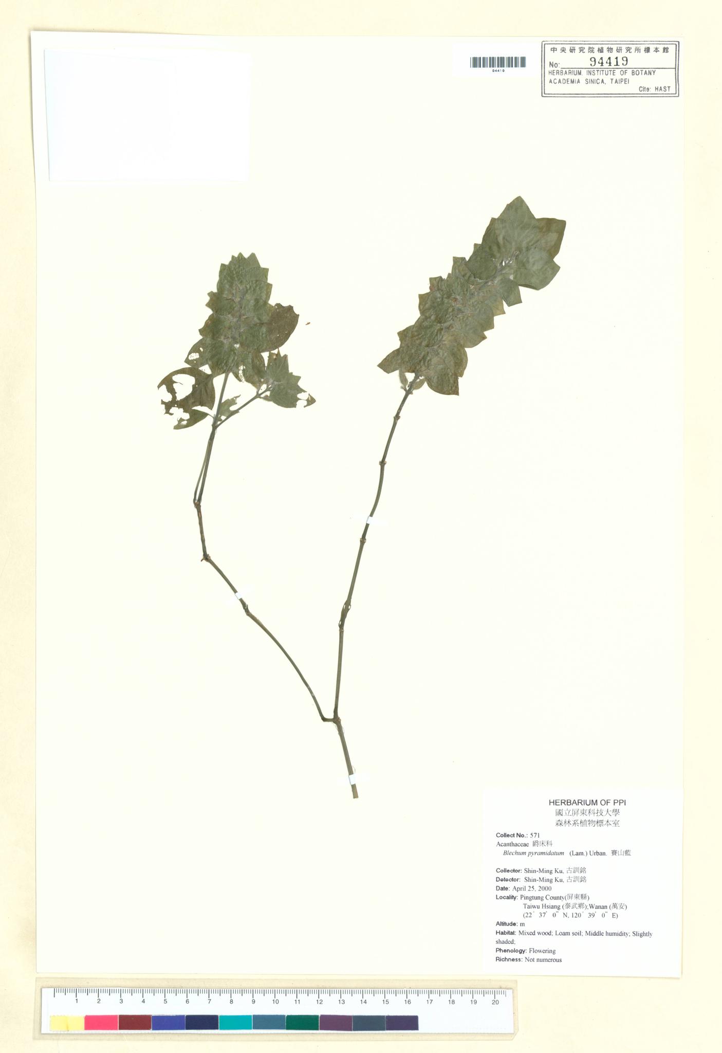 Sample image for viewer