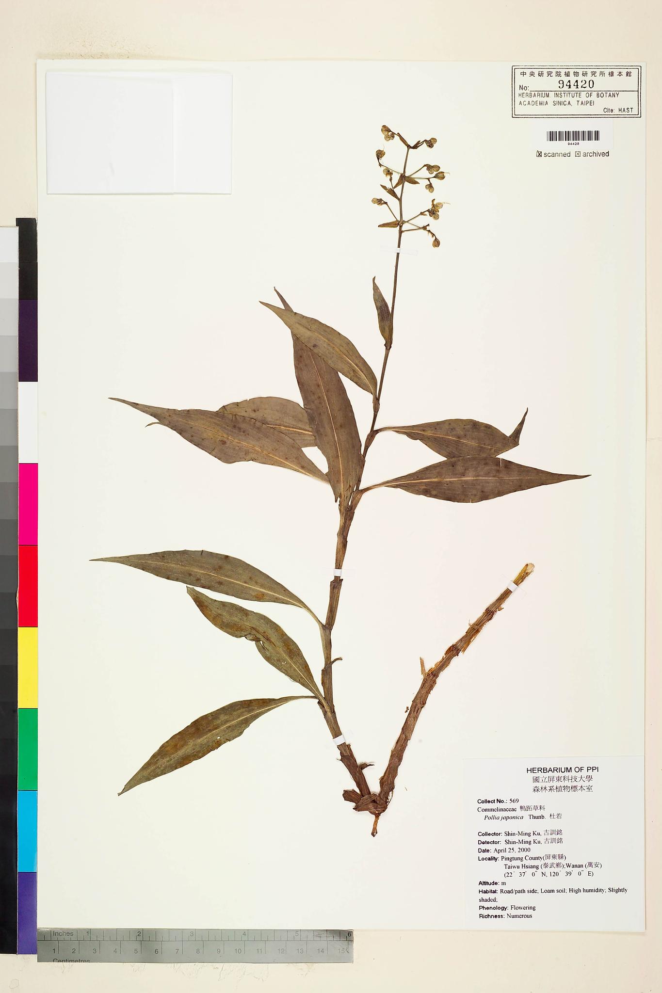 Sample image for viewer