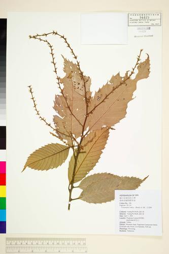 Castanopsis indica (Roxb.) A. DC.