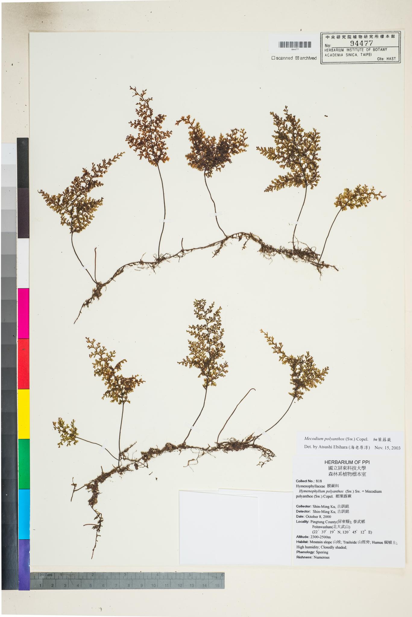 Sample image for viewer