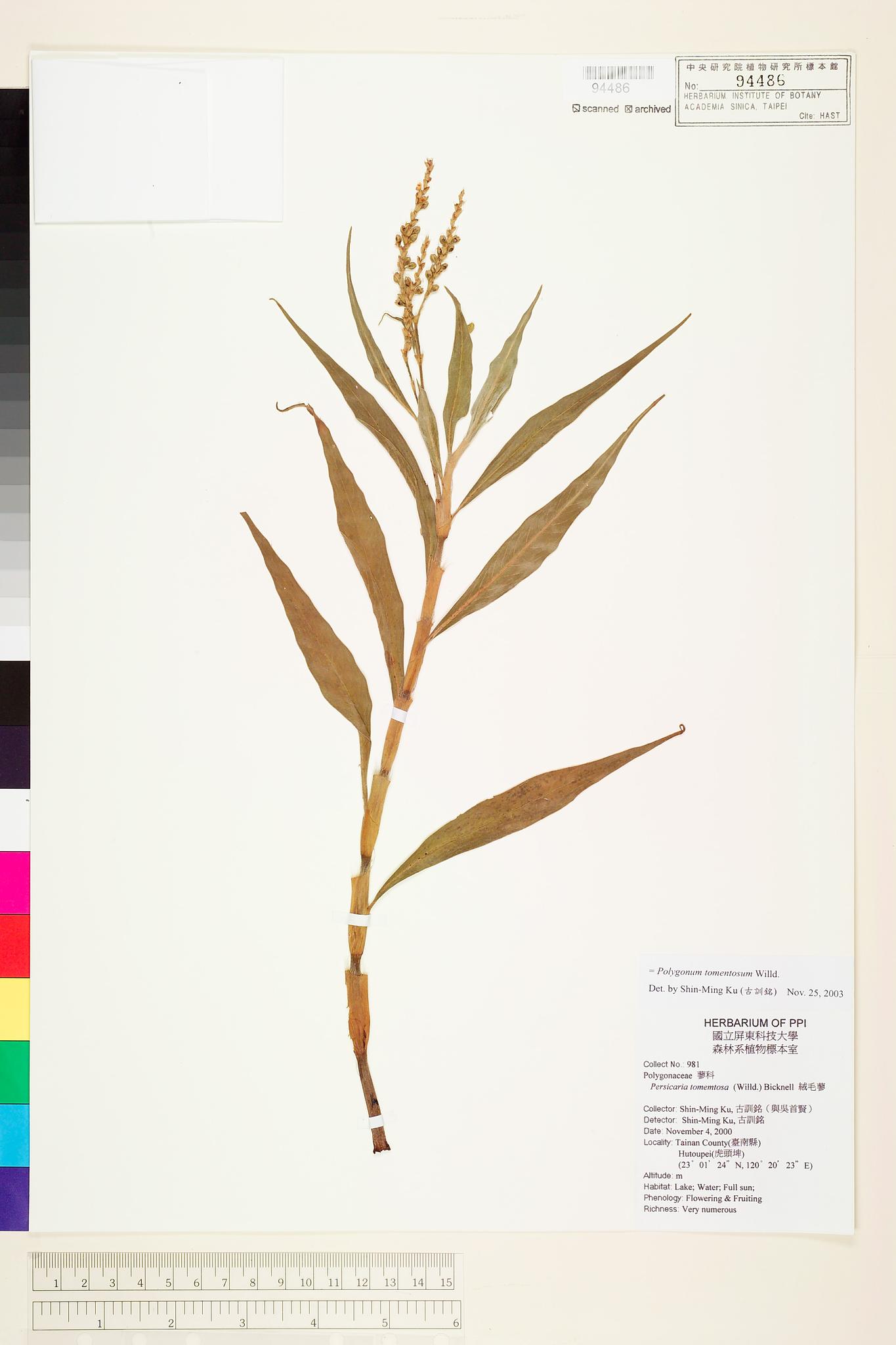 Sample image for viewer