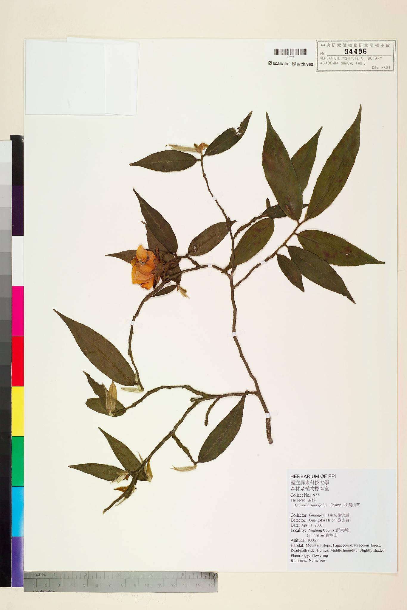 Sample image for viewer