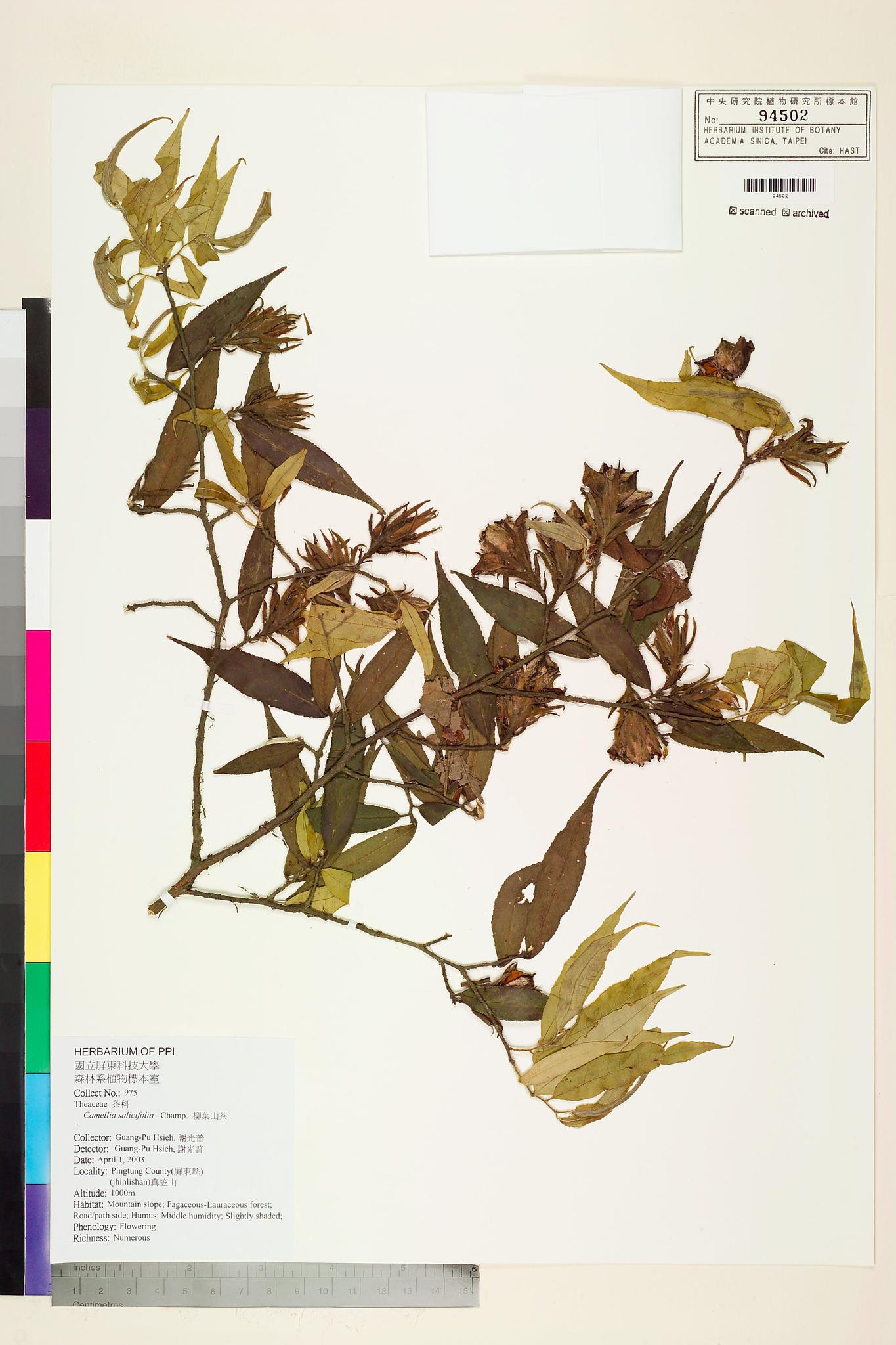 Sample image for viewer