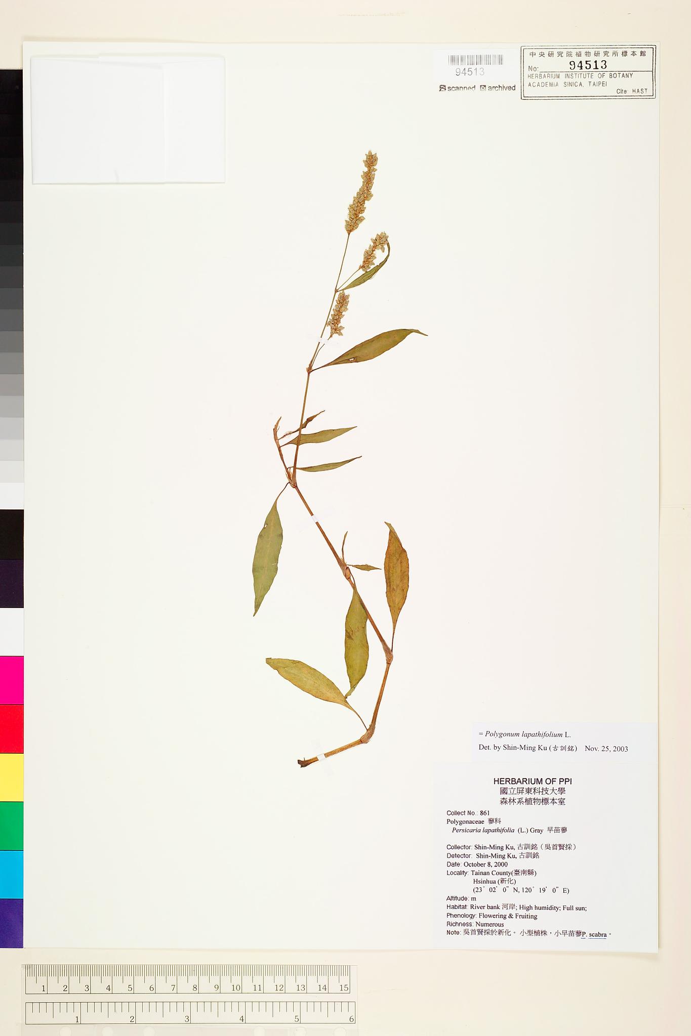 Sample image for viewer