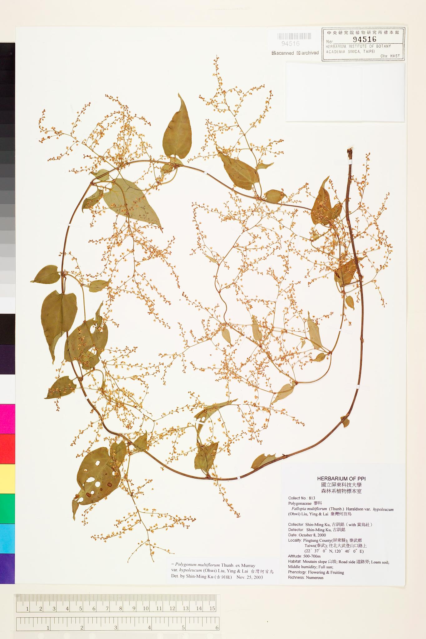 Sample image for viewer