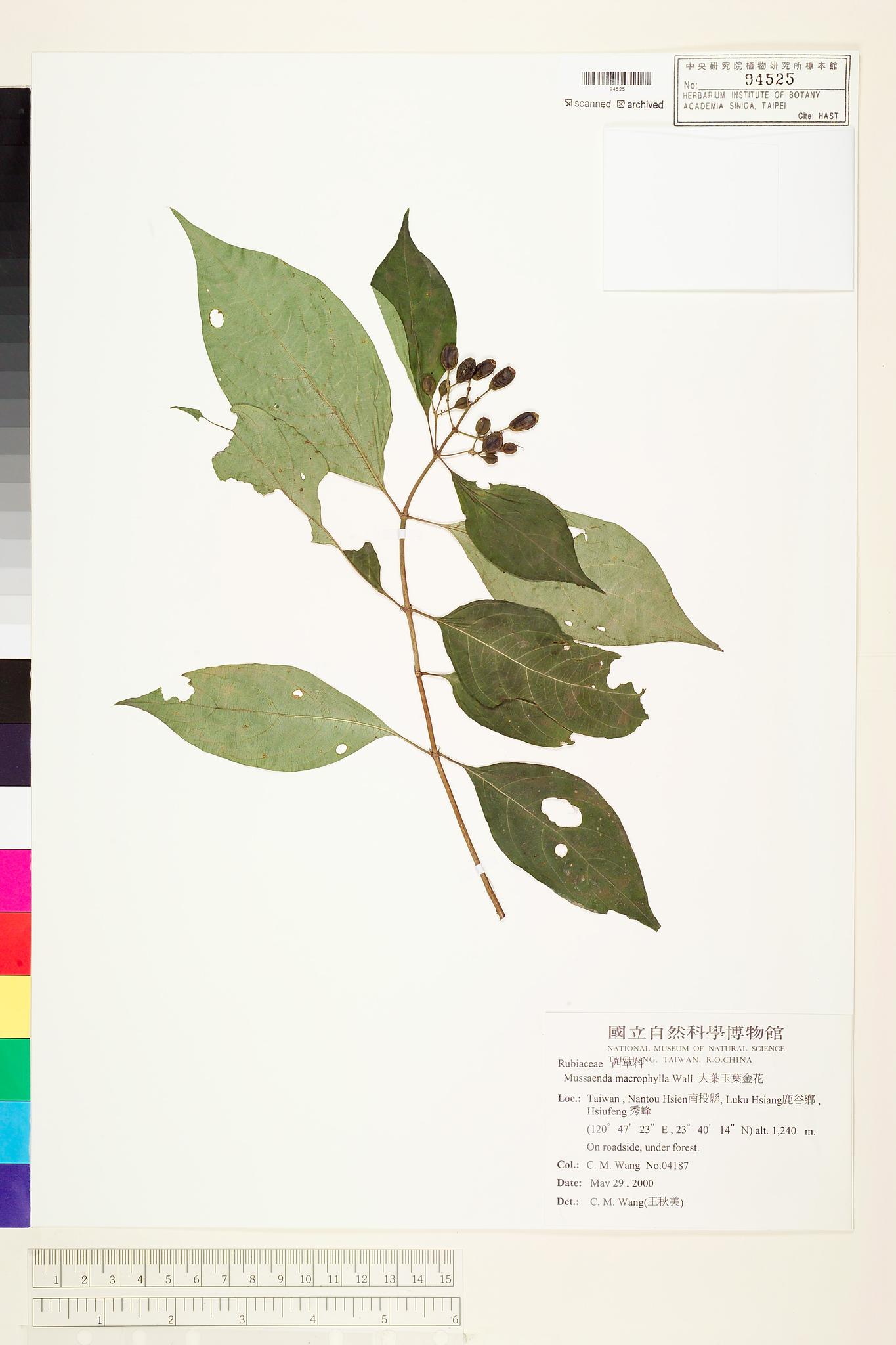 Sample image for viewer