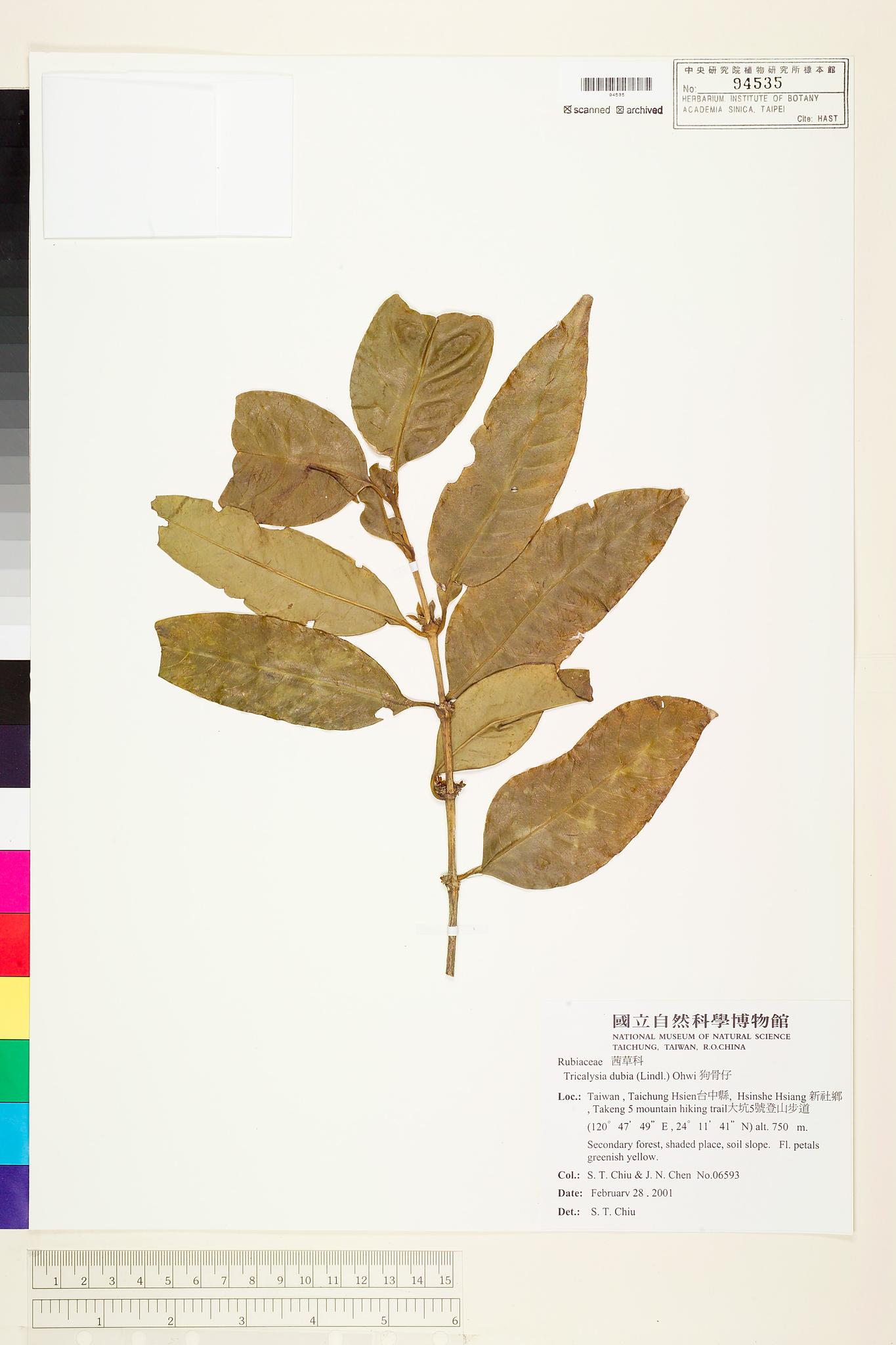 Sample image for viewer