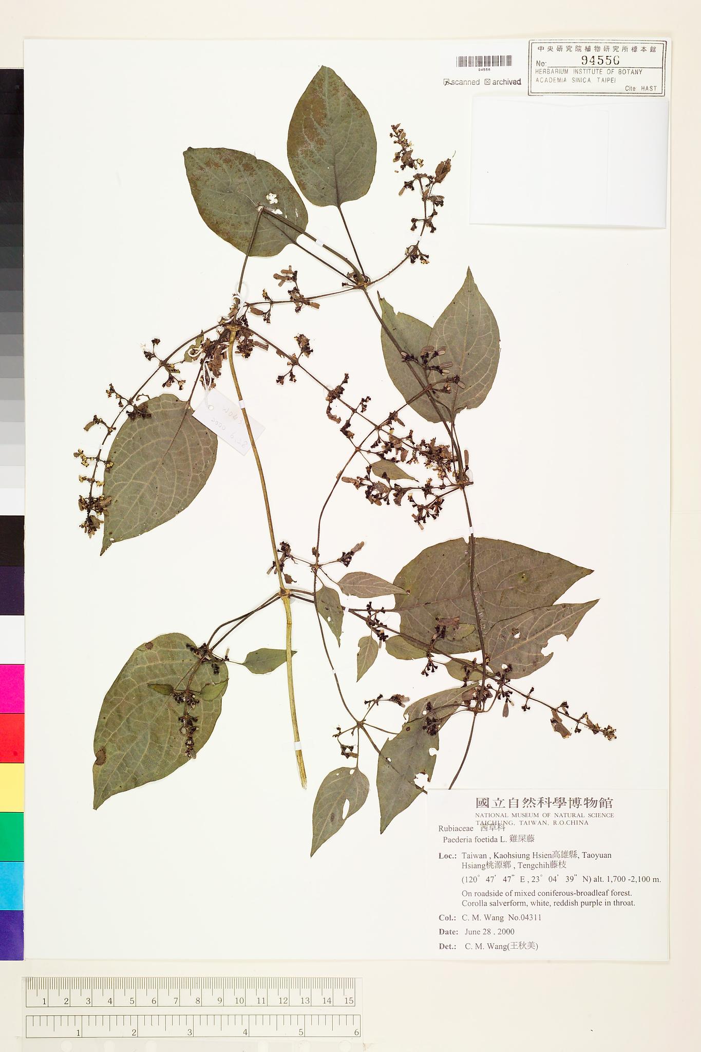 Sample image for viewer