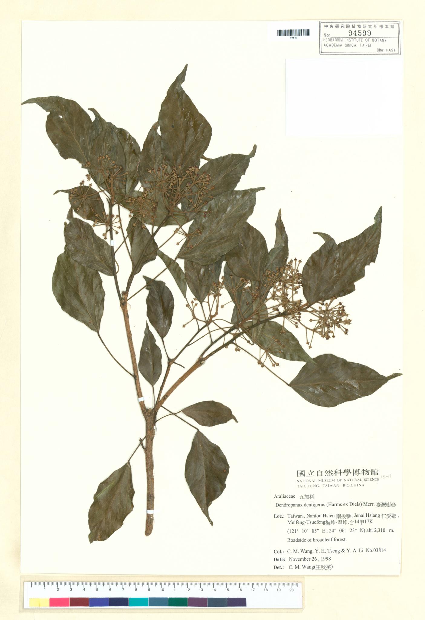 Sample image for viewer