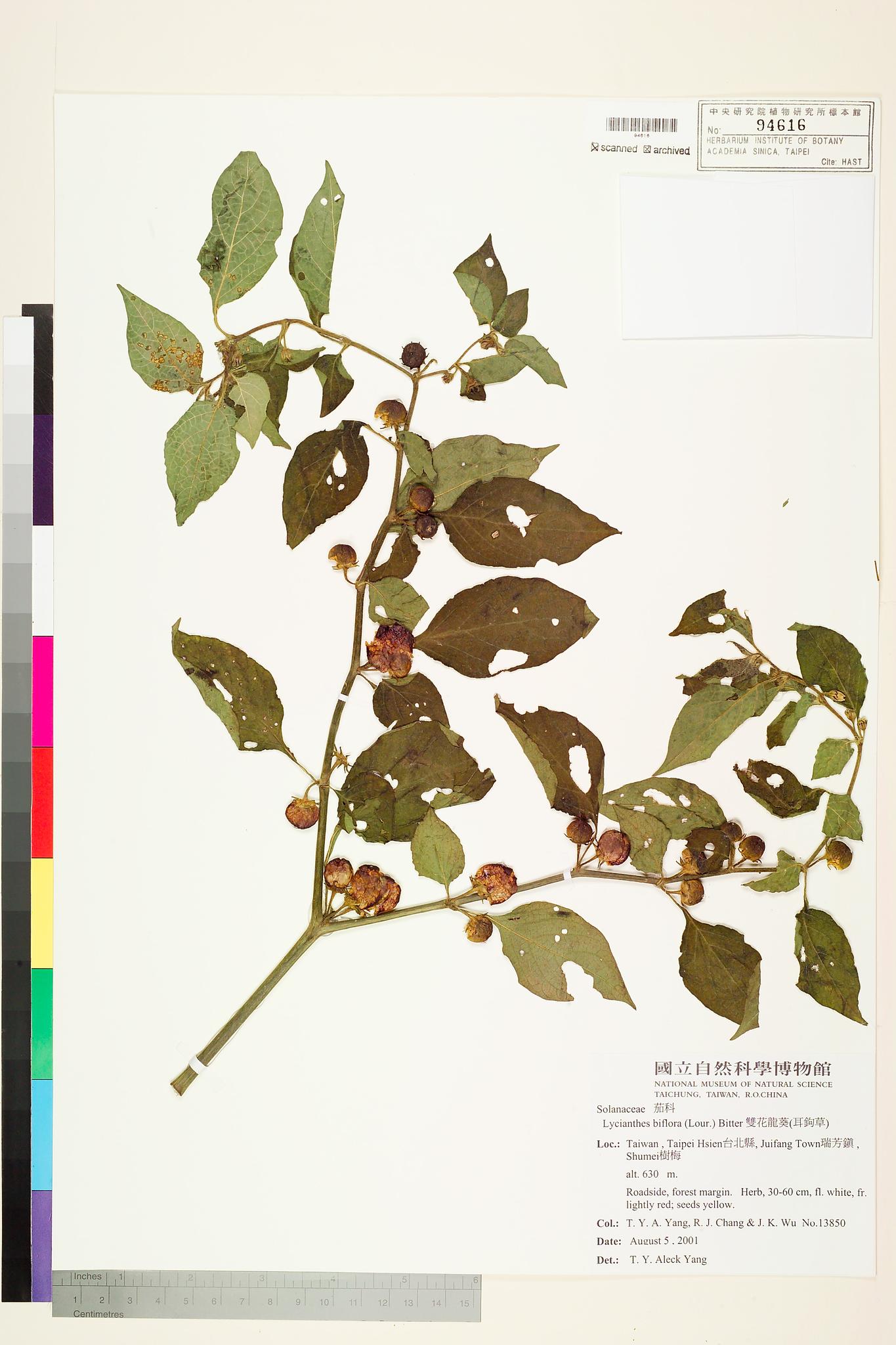 Sample image for viewer