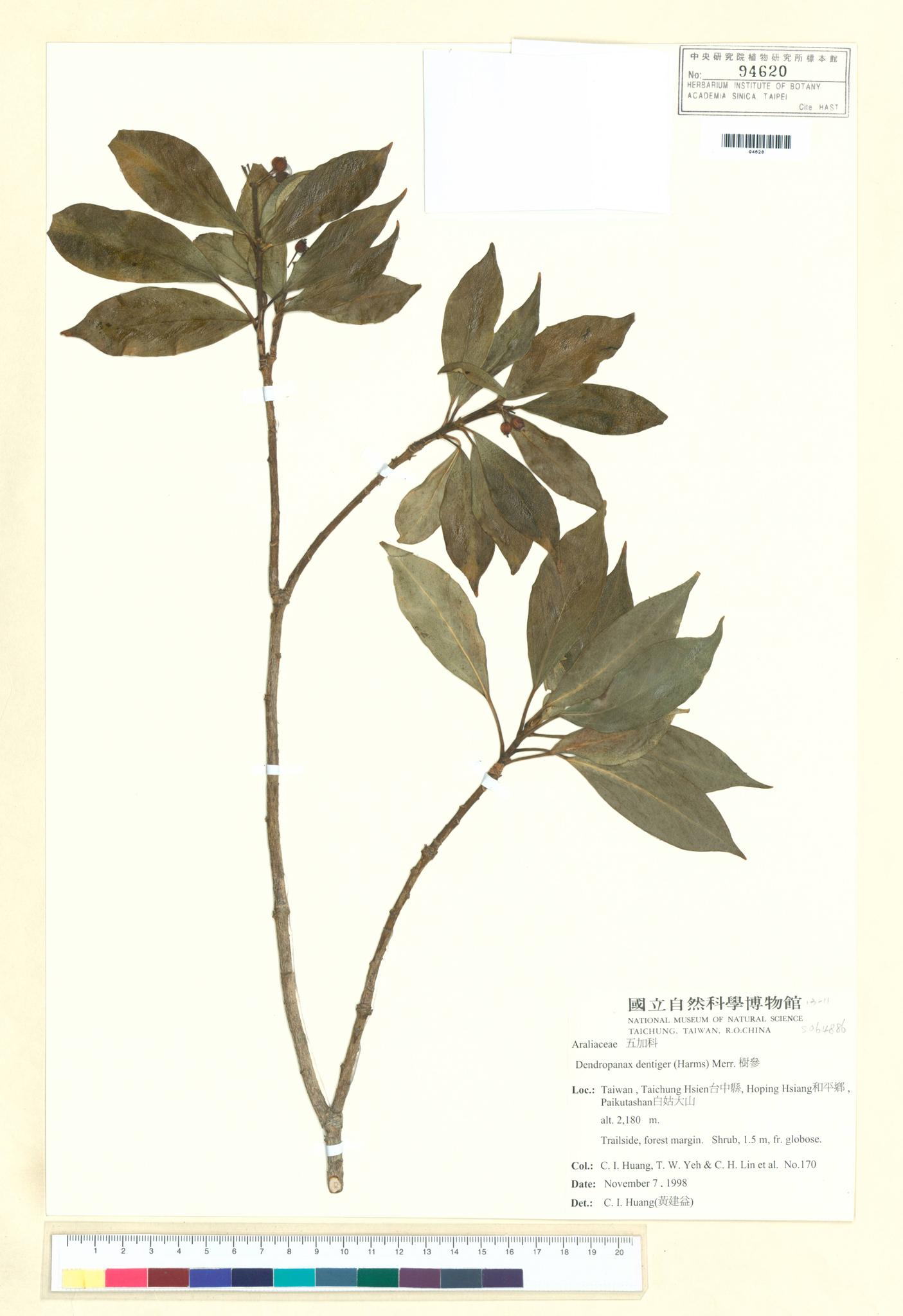 Sample image for viewer