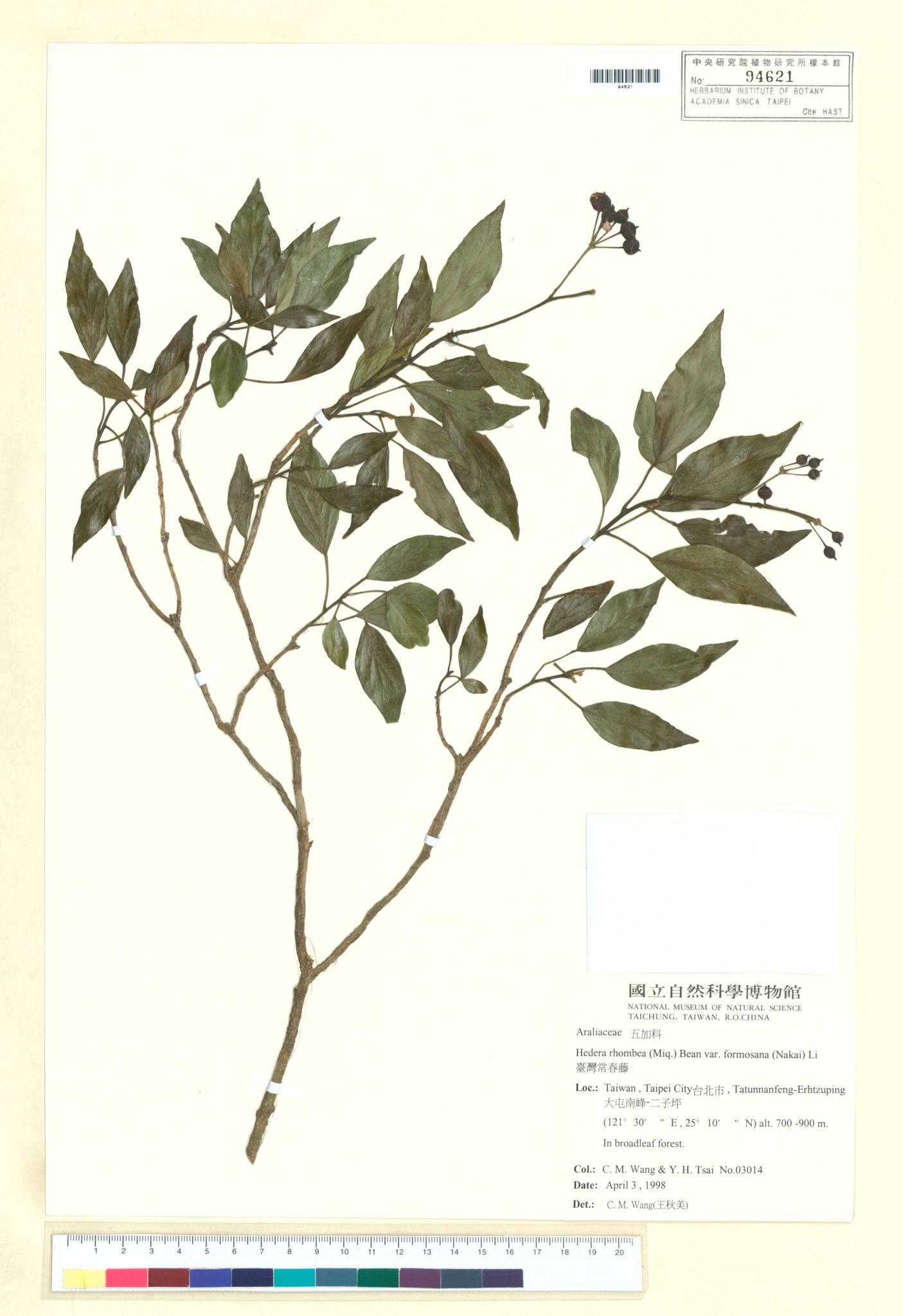 Sample image for viewer