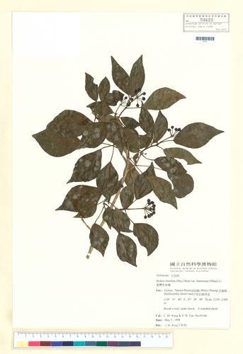 Hedera rhombea (Miq.) Bean var. formosana (Nakai) Li