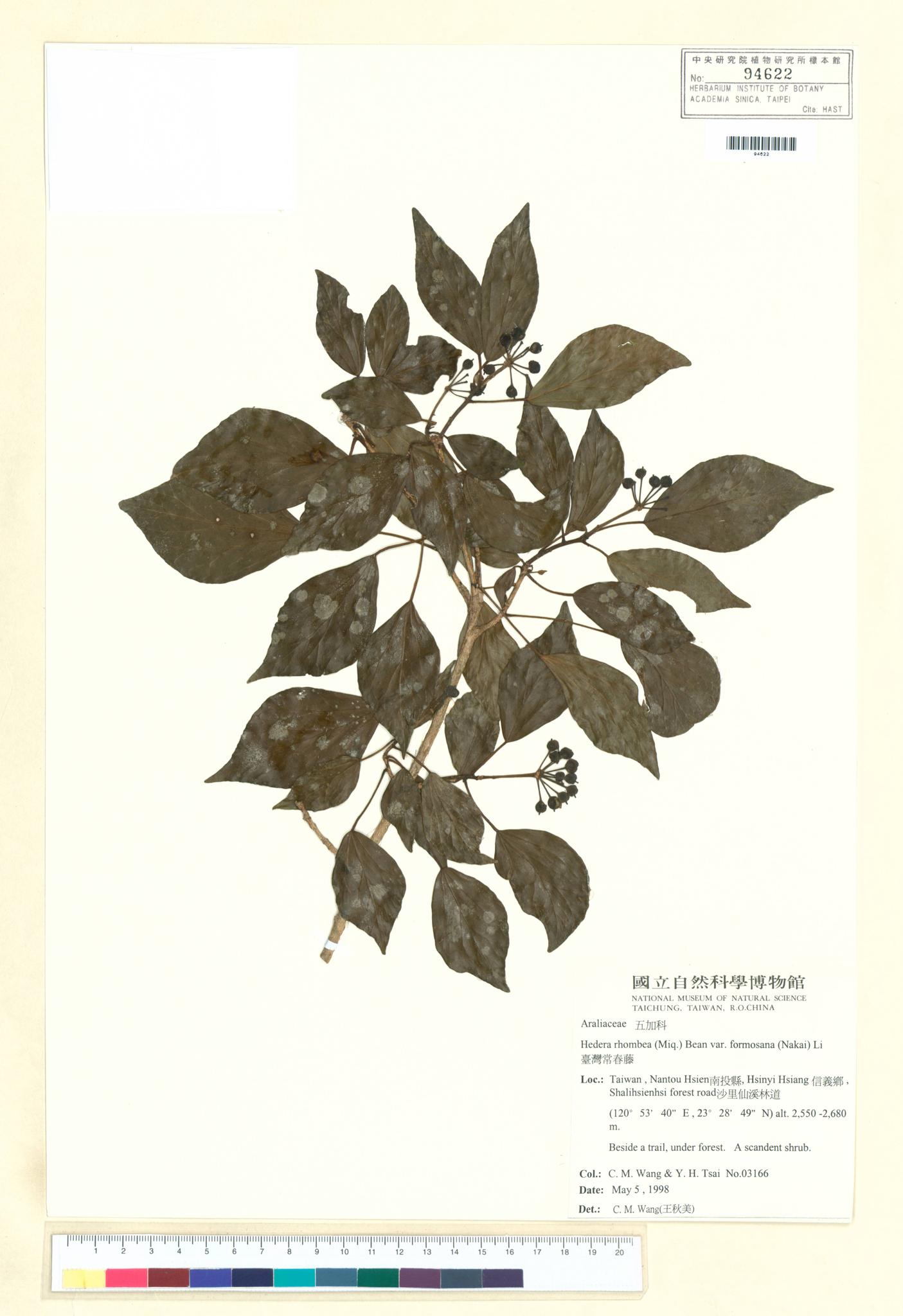 Sample image for viewer