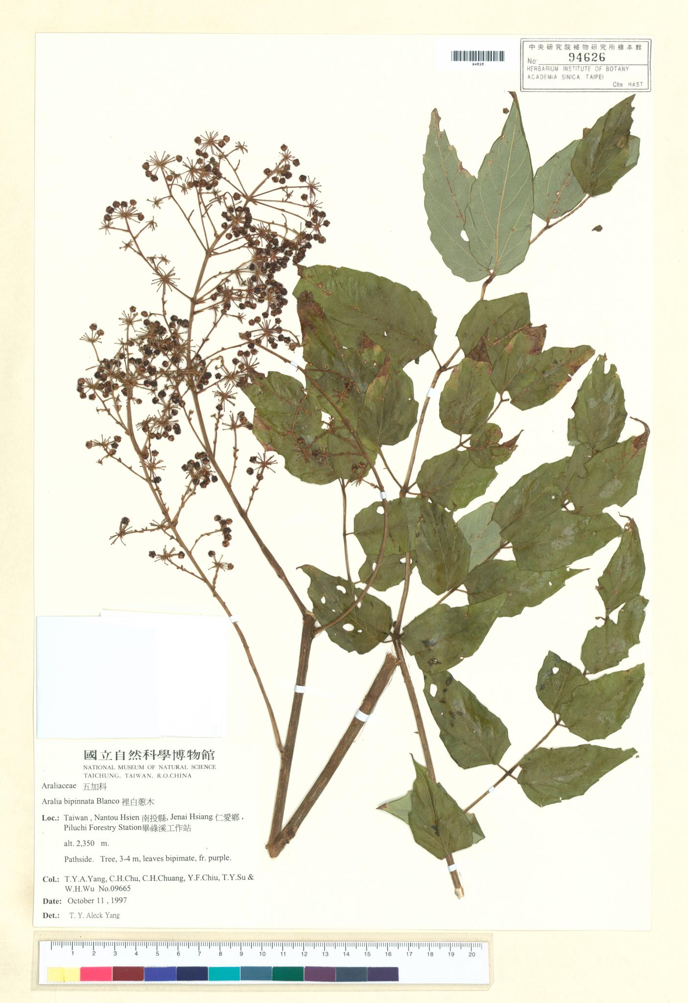 Sample image for viewer