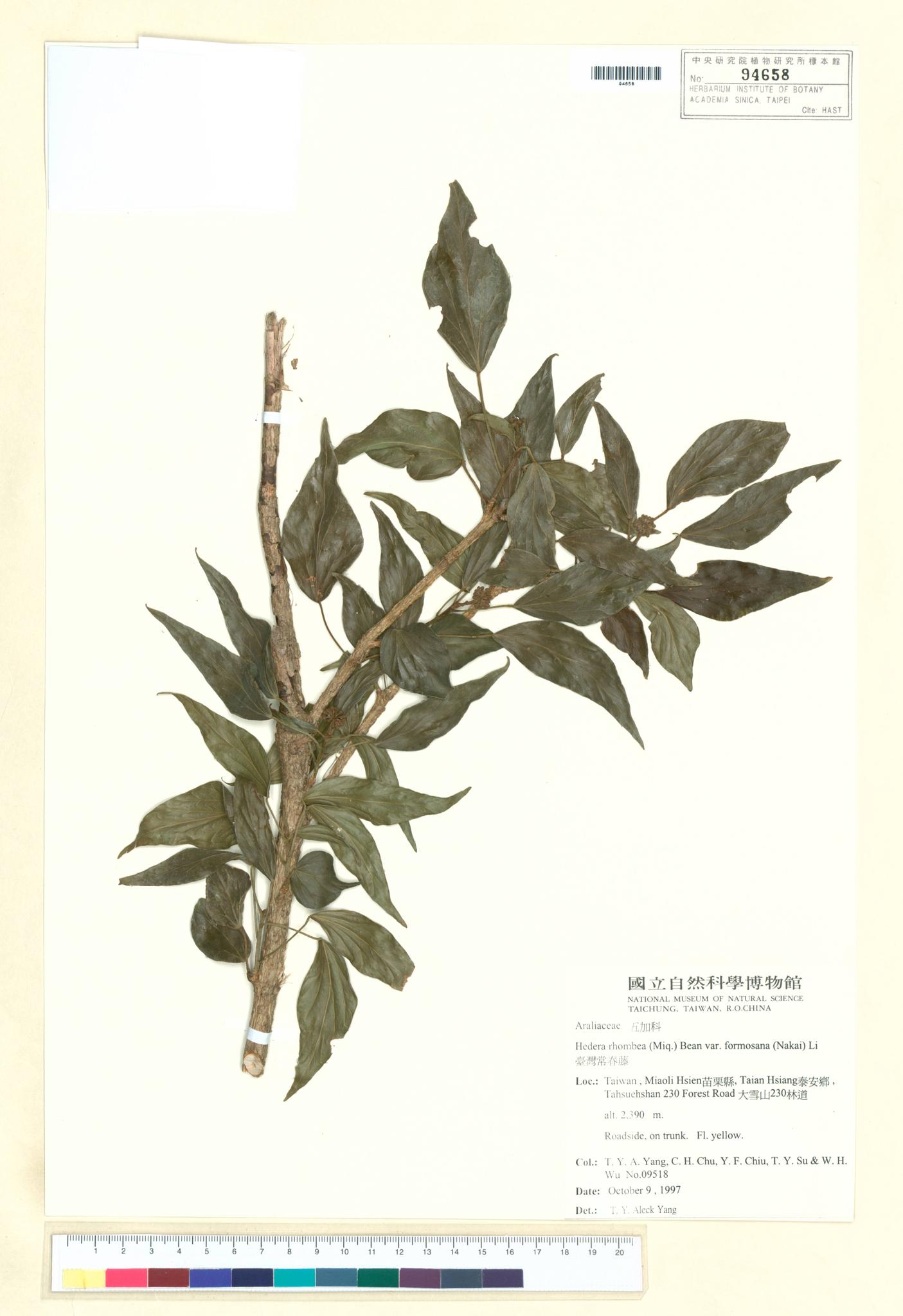 Sample image for viewer