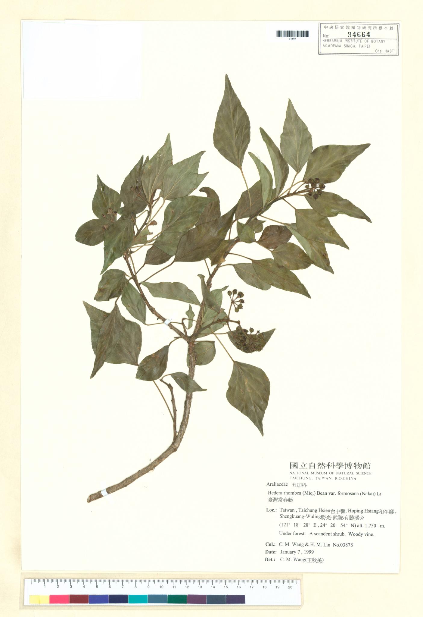 Sample image for viewer