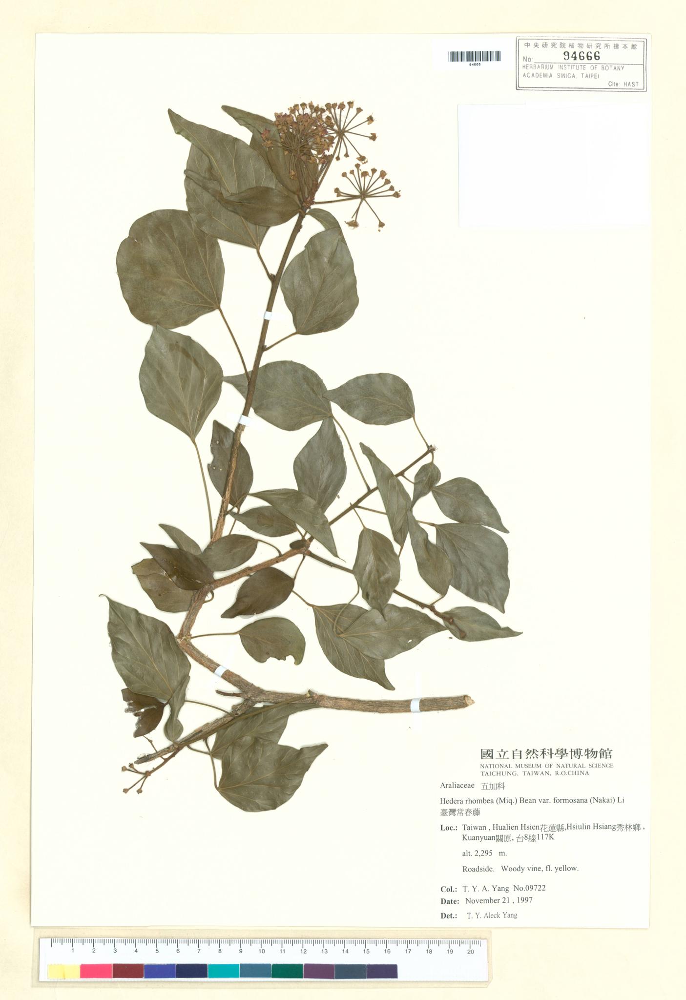 Sample image for viewer