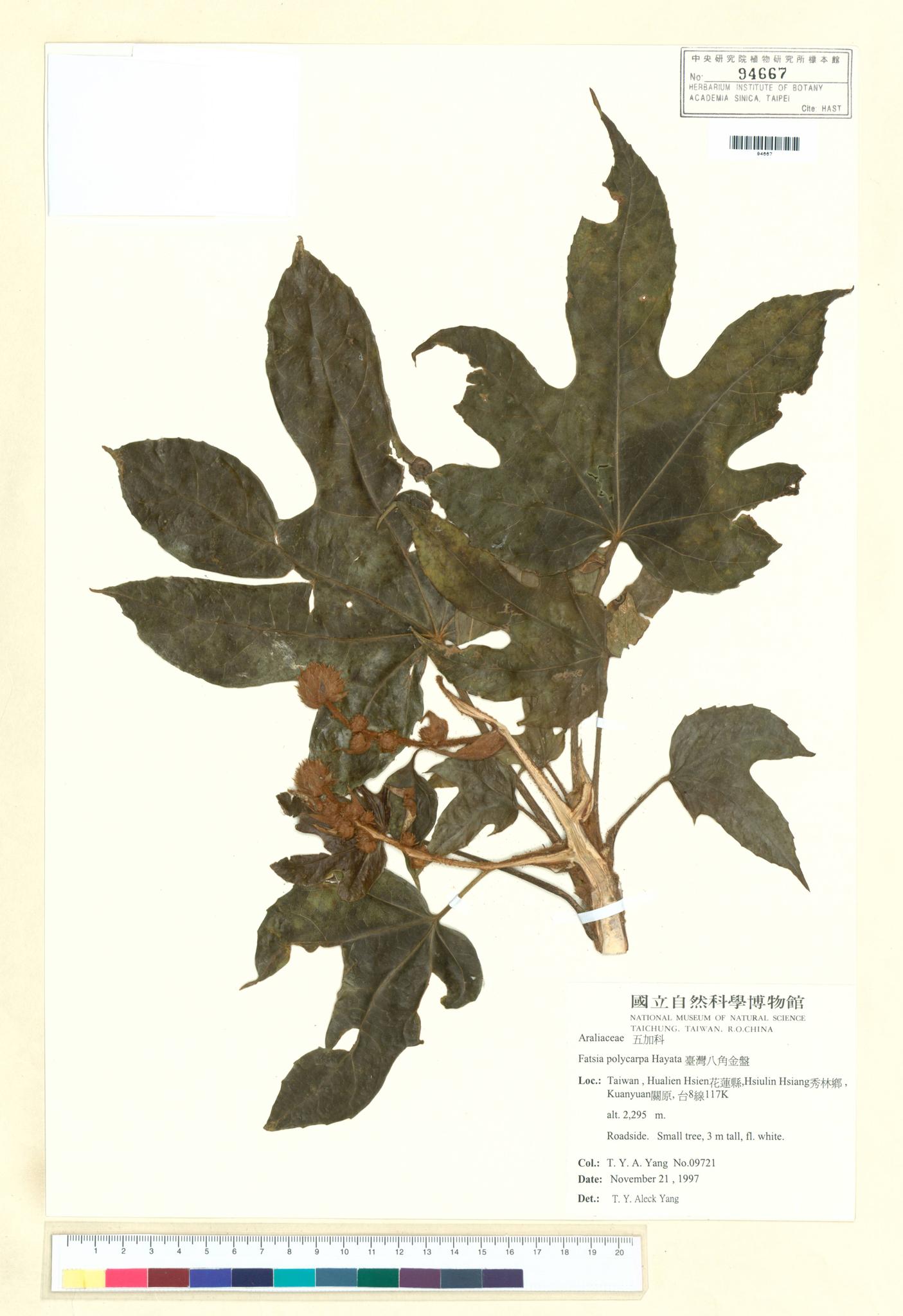 Sample image for viewer