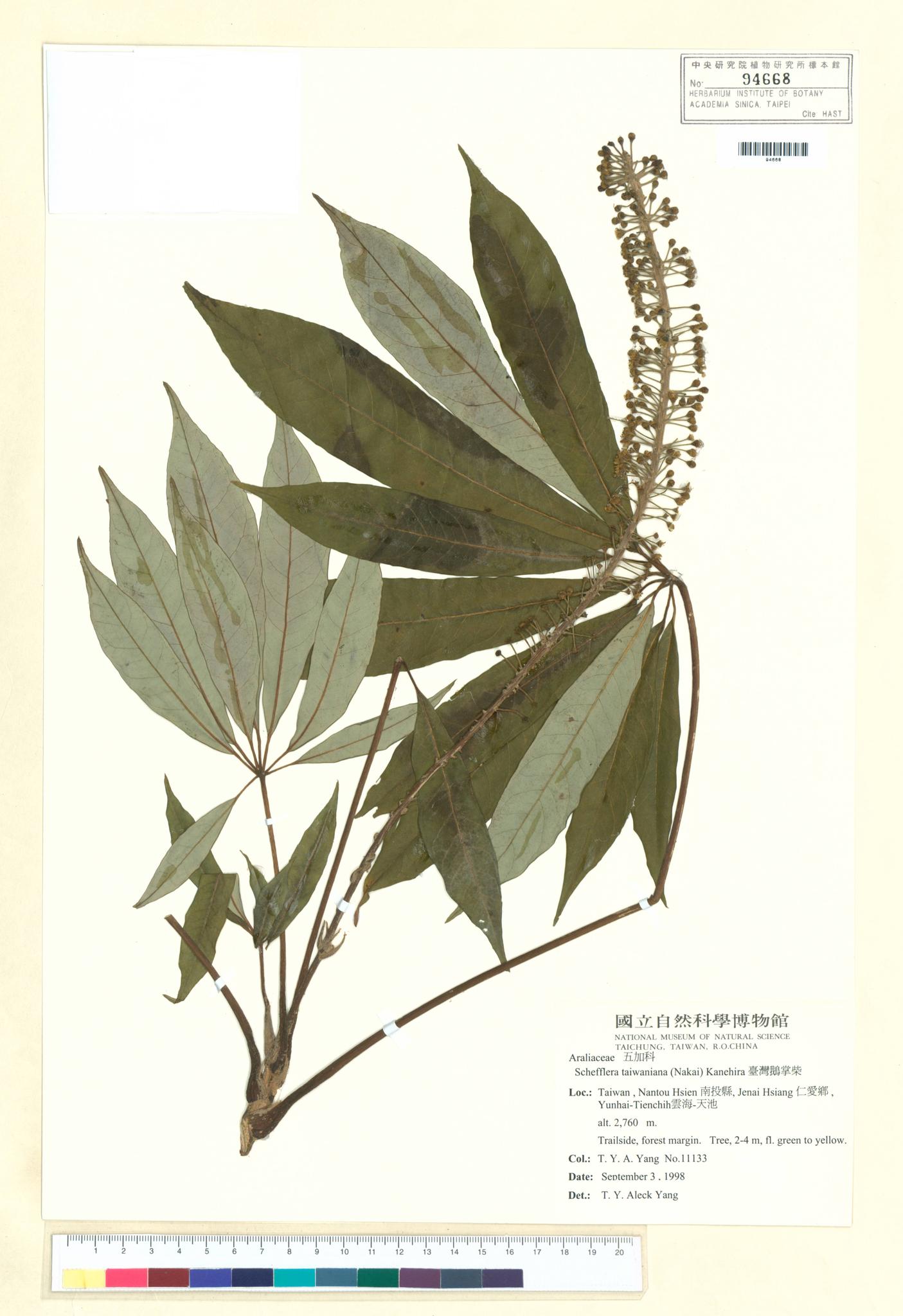 Sample image for viewer