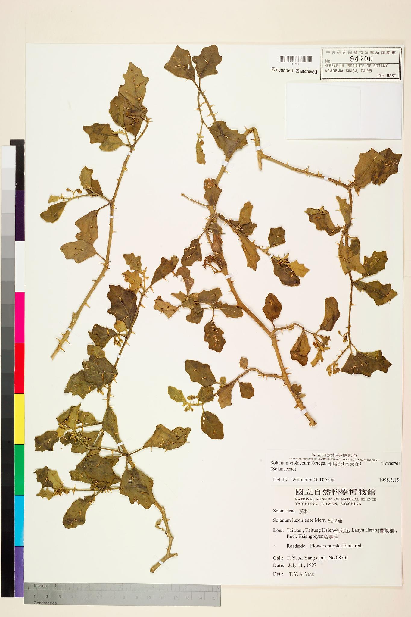 Sample image for viewer