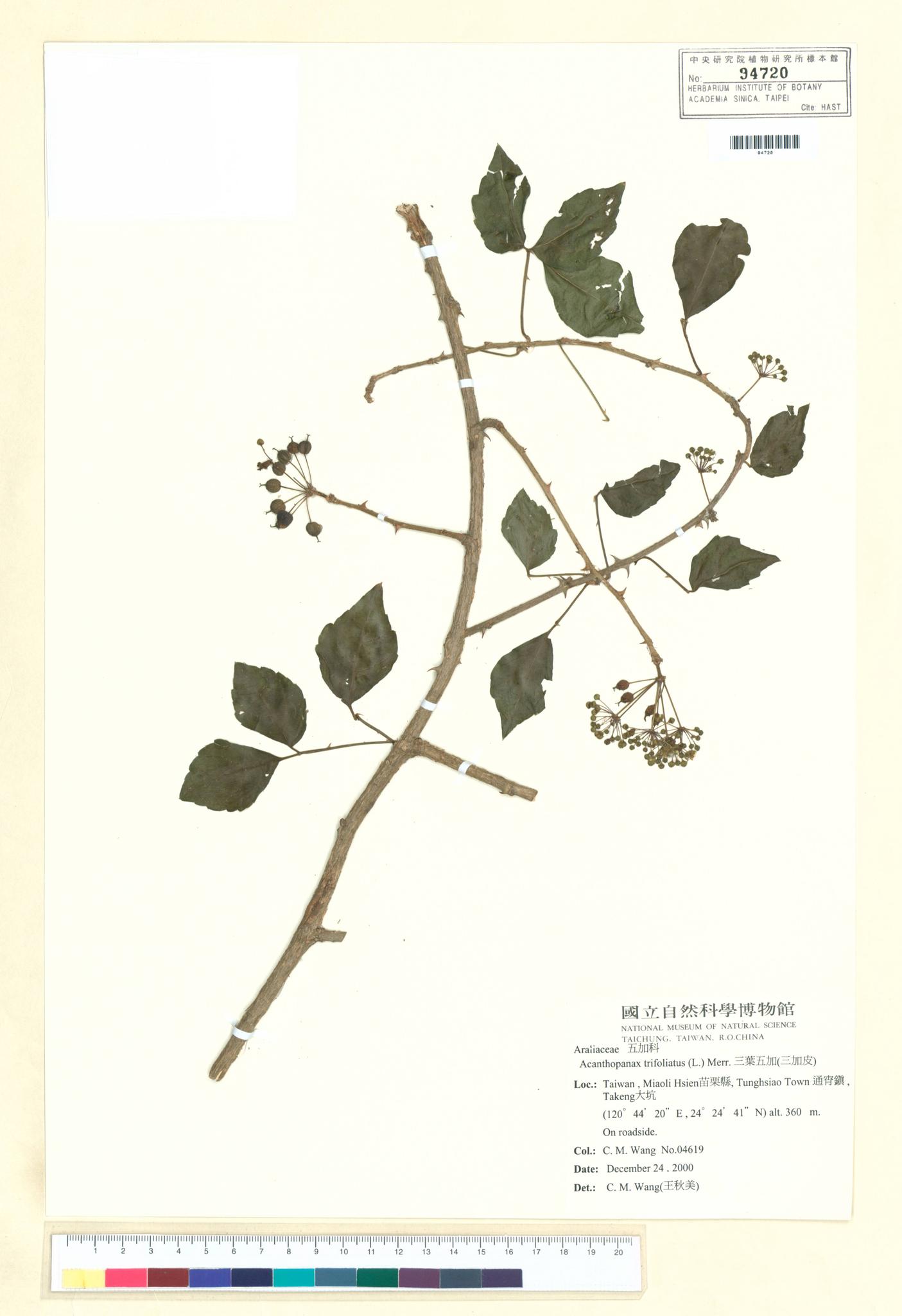 Sample image for viewer