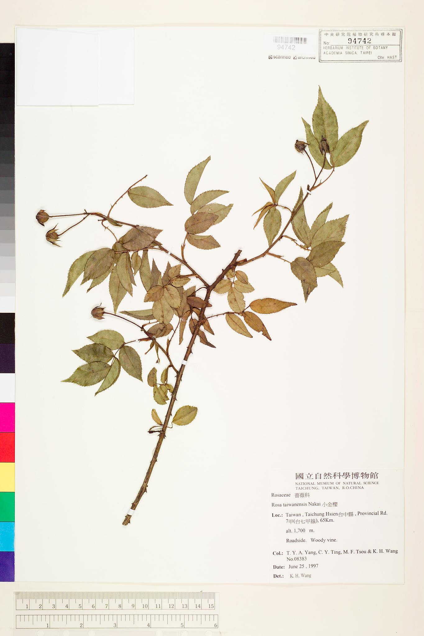 Sample image for viewer