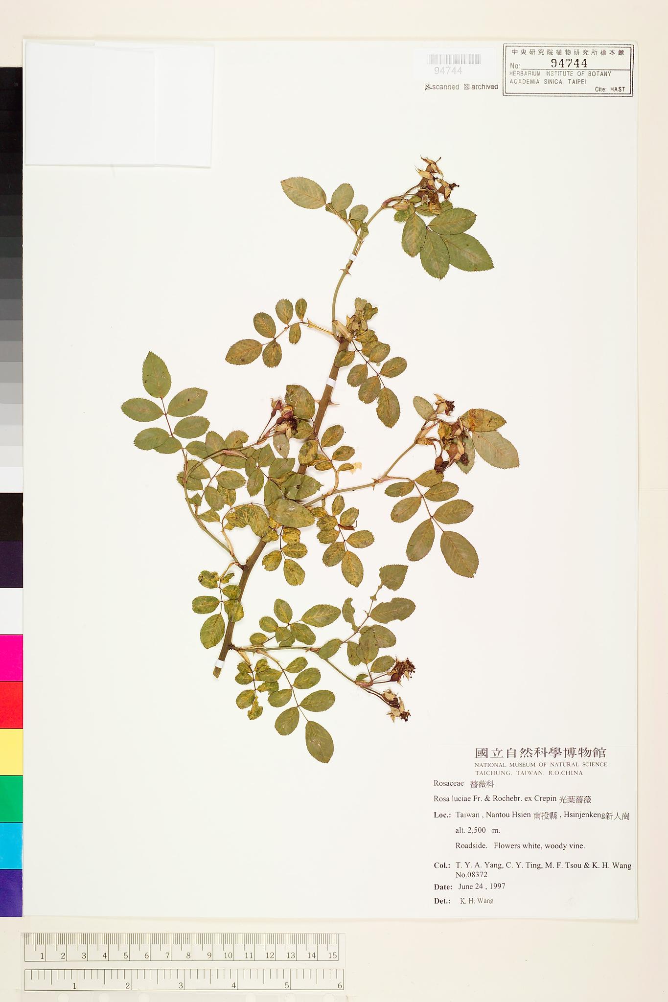 Sample image for viewer