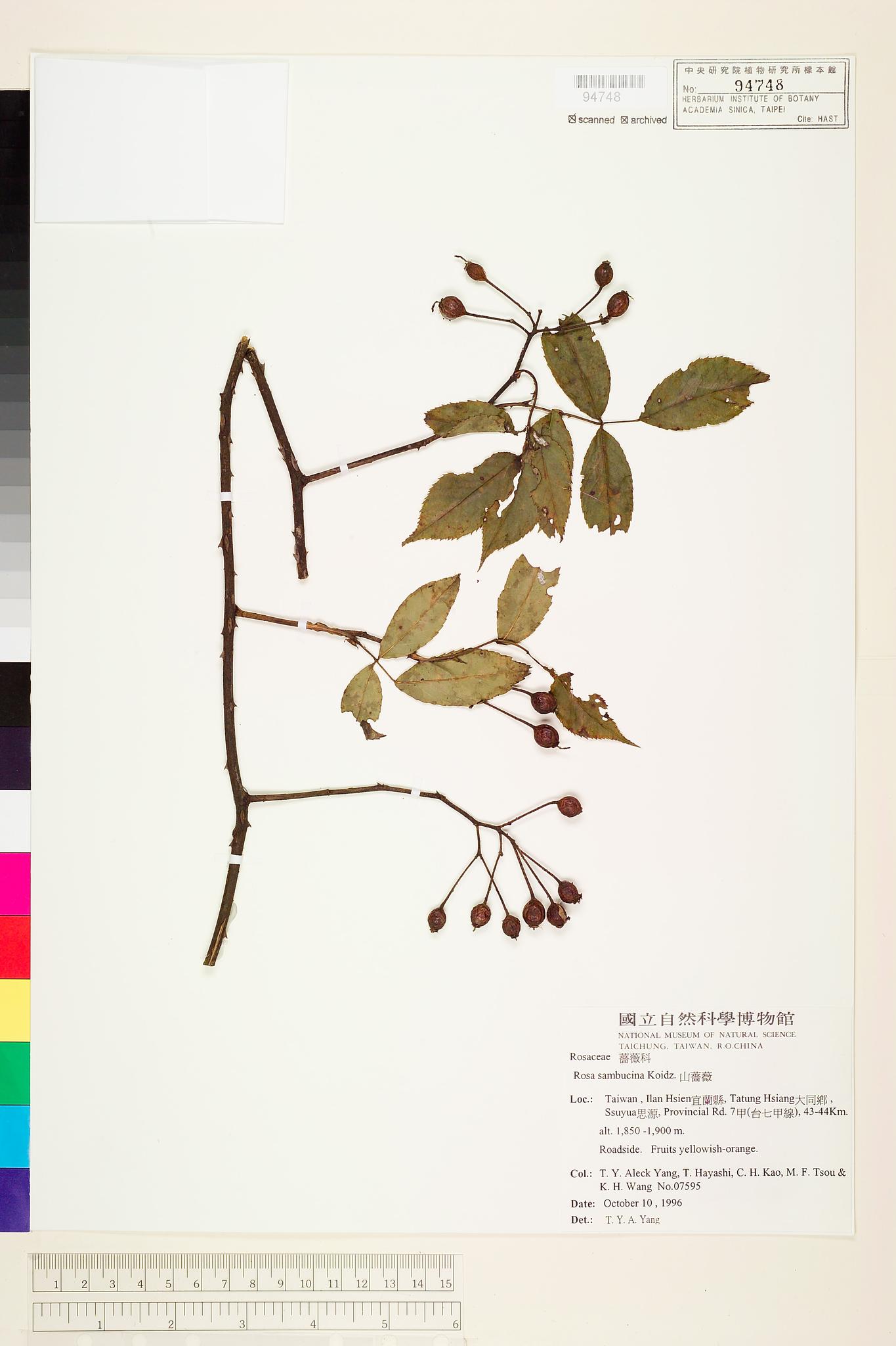 Sample image for viewer