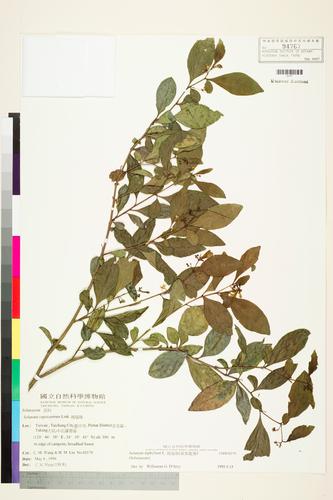 Solanum diphyllum L.