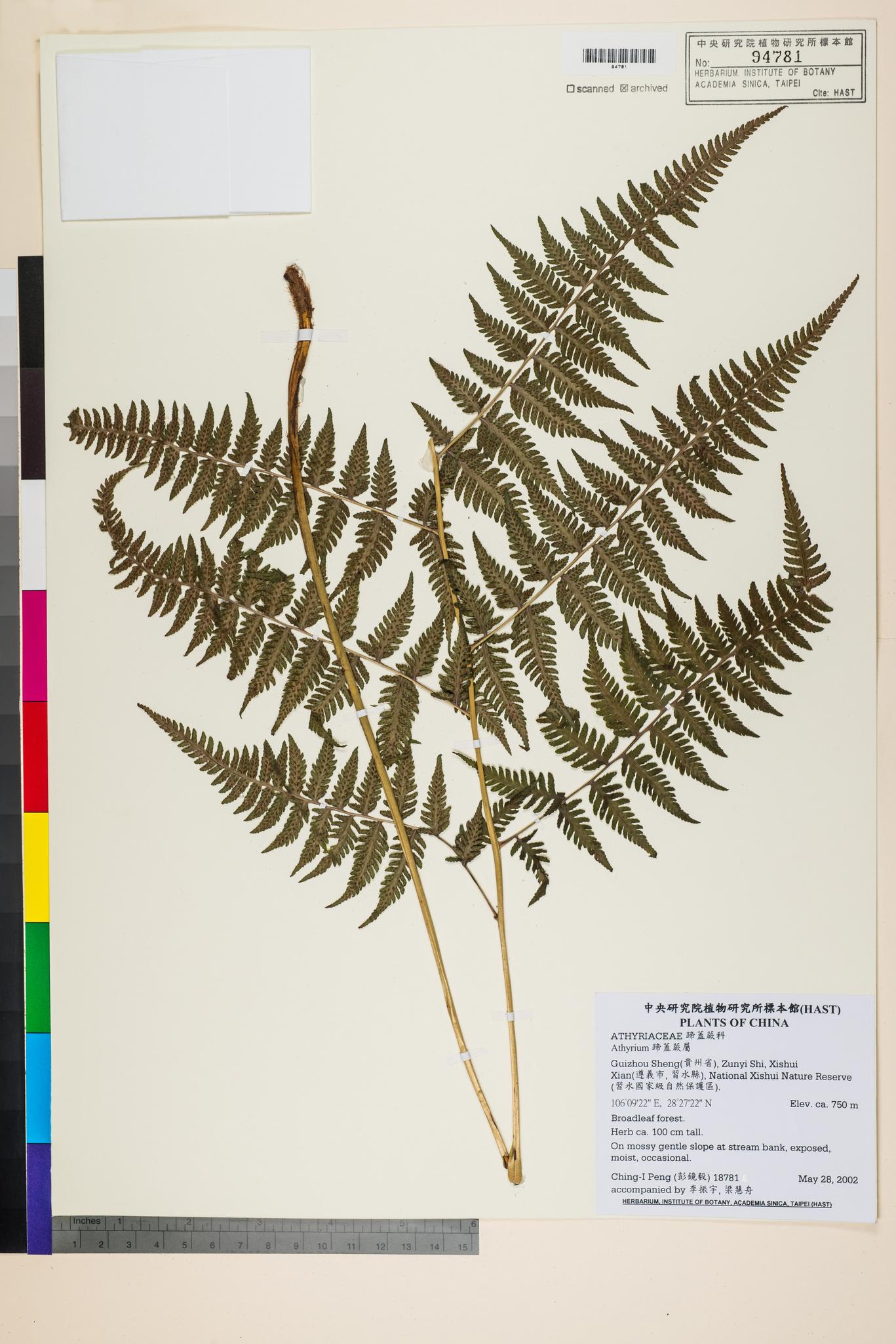 Sample image for viewer