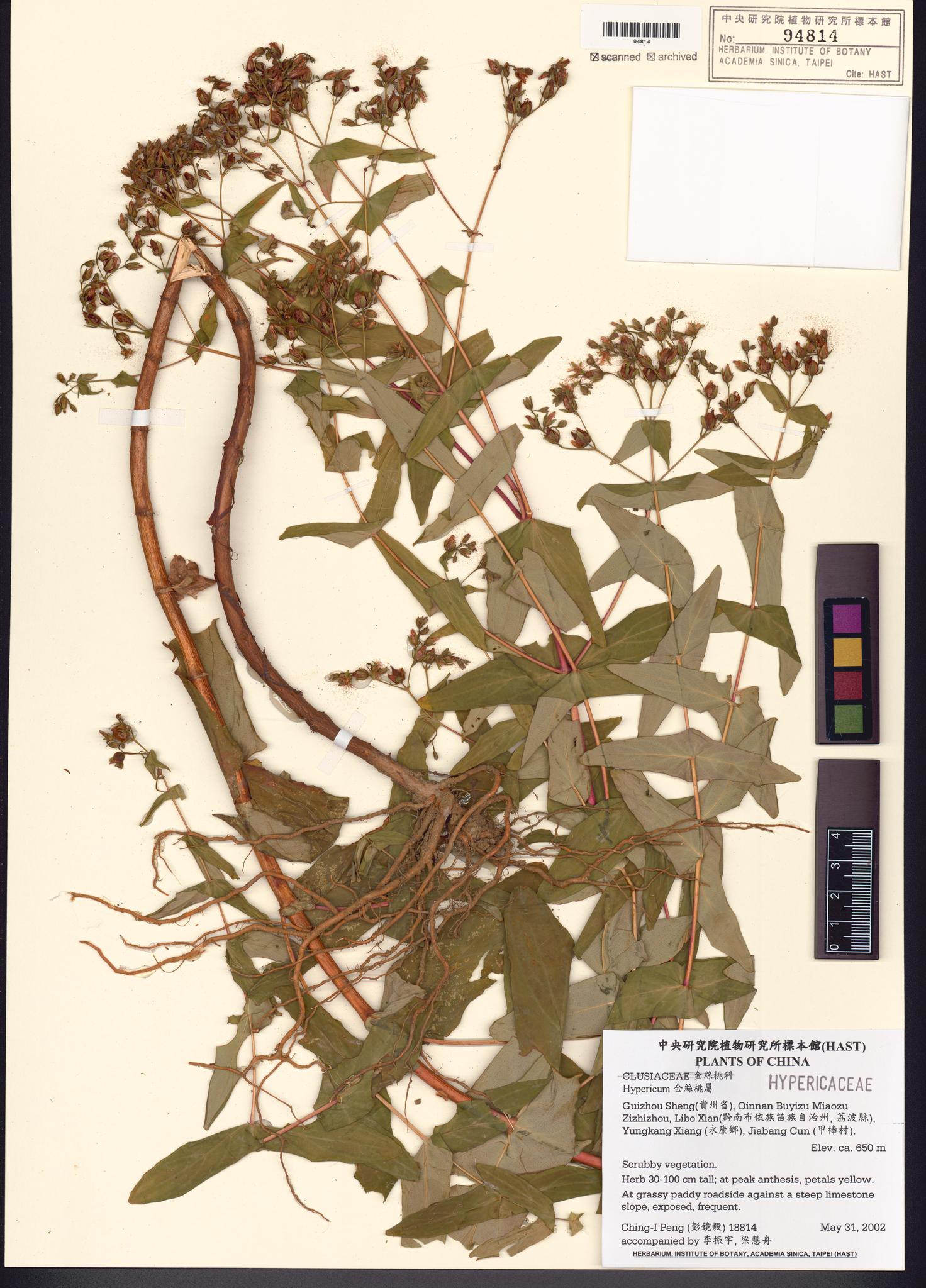 Sample image for viewer