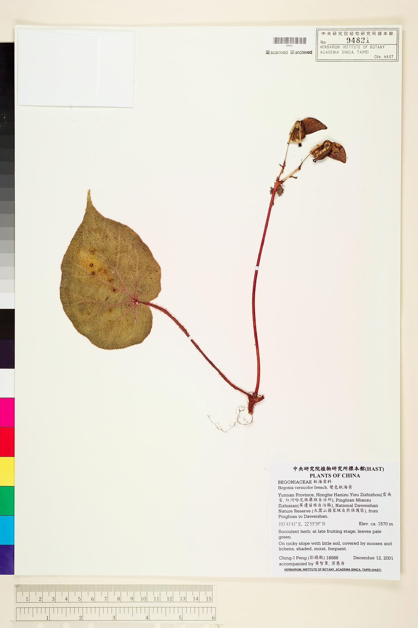 Sample image for viewer