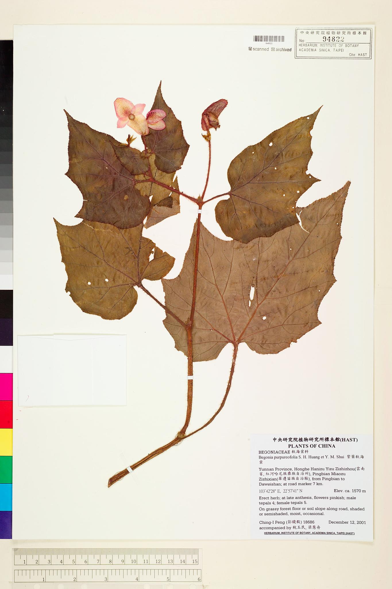 Sample image for viewer