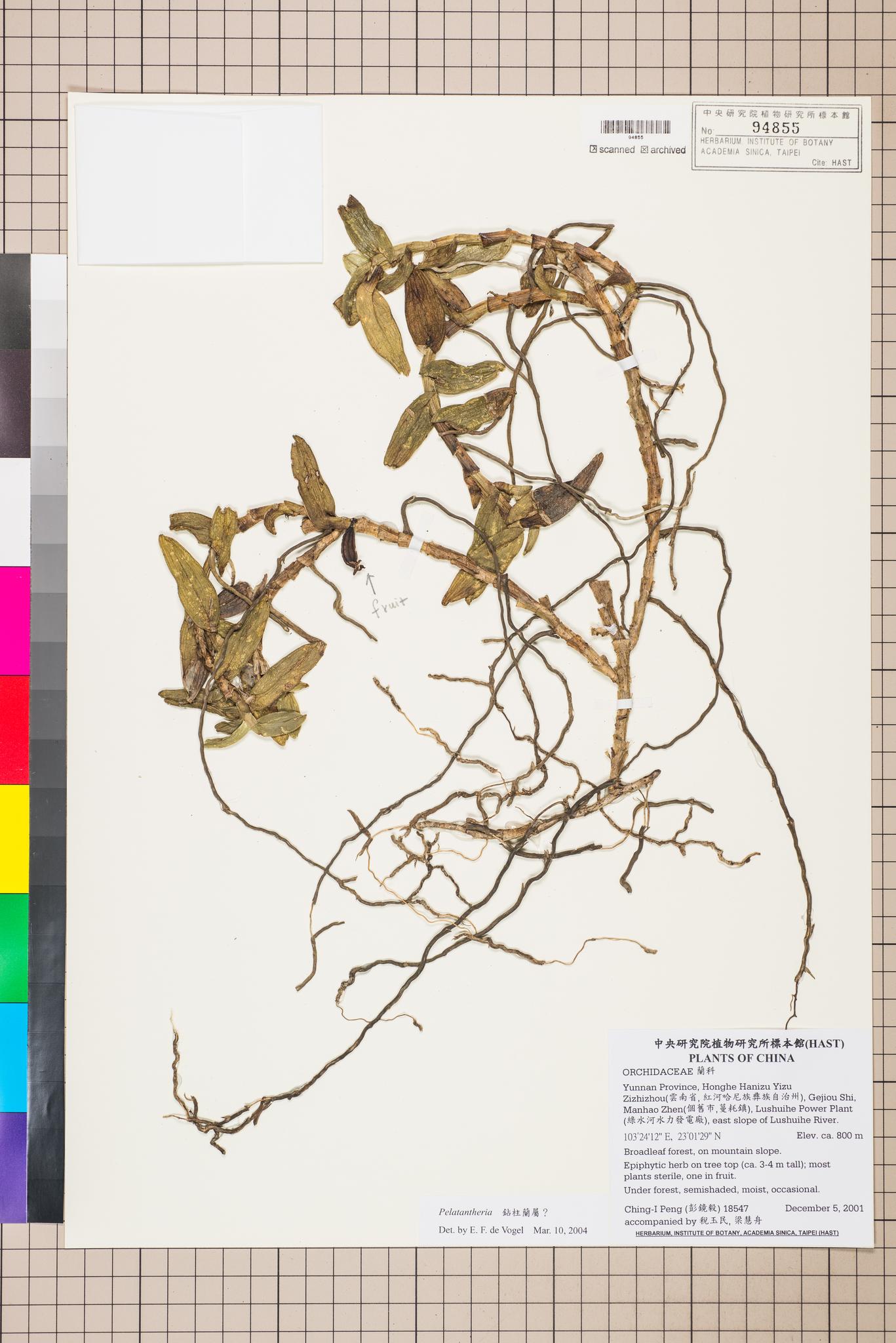 Sample image for viewer