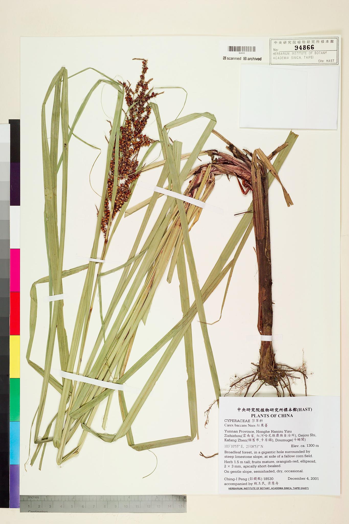 Sample image for viewer