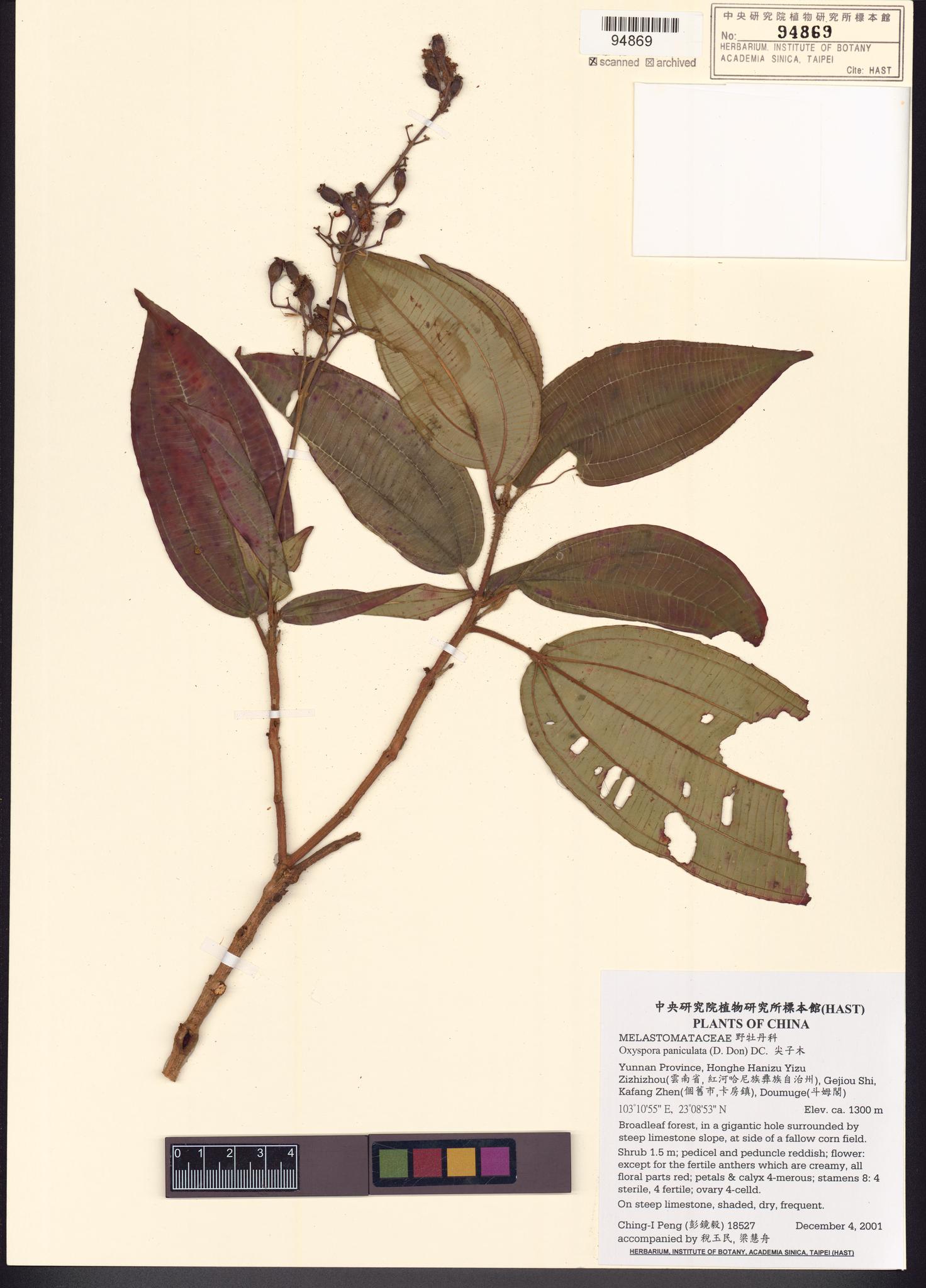 Sample image for viewer