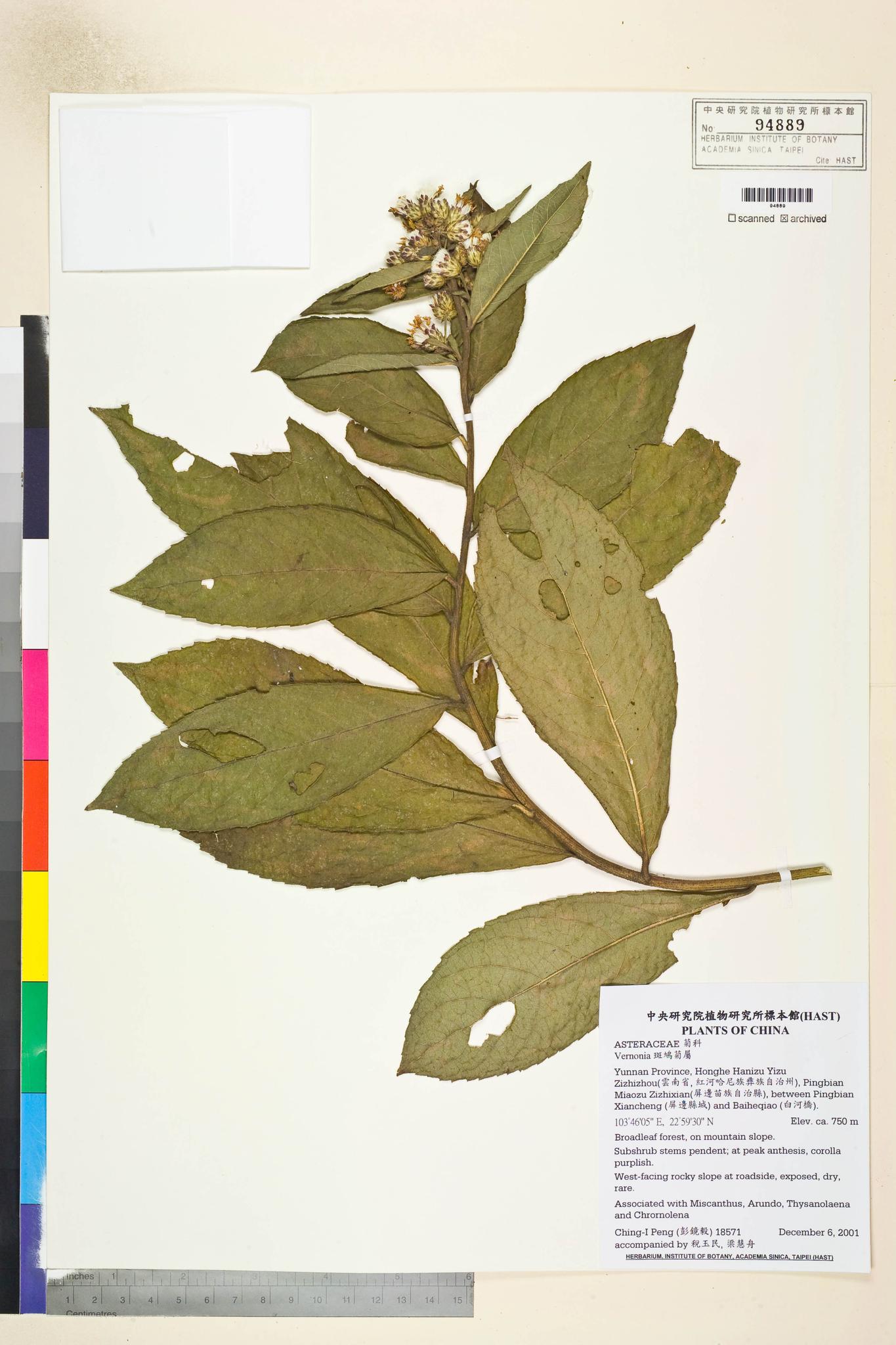 Sample image for viewer