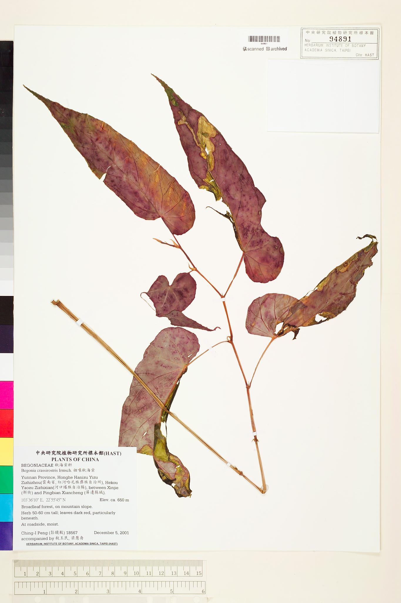 Sample image for viewer