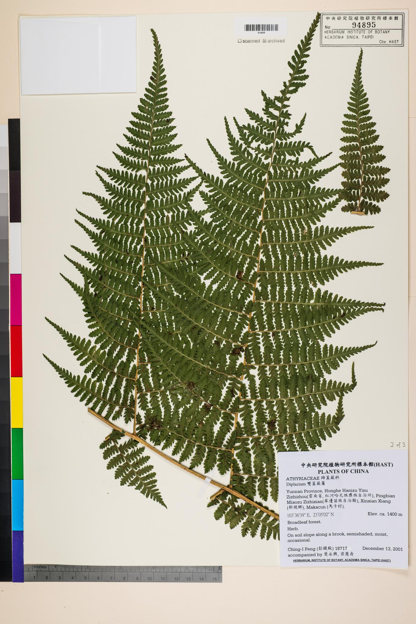 Sample image for viewer