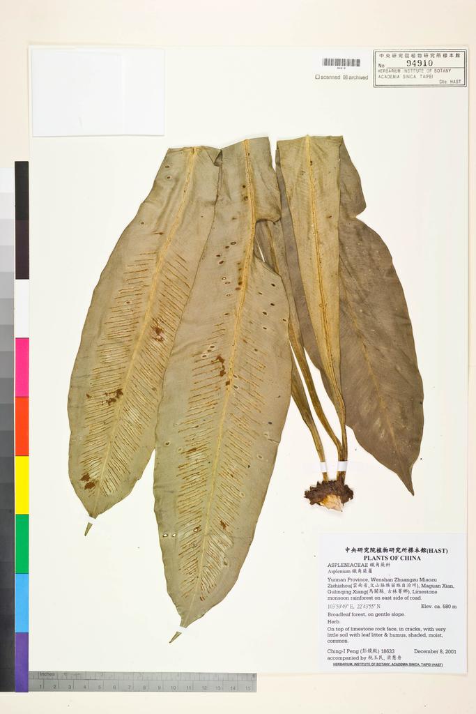 <Unit #14373 Peng, Ching-I | 彭鏡毅 | 18633:: | Asplenium>